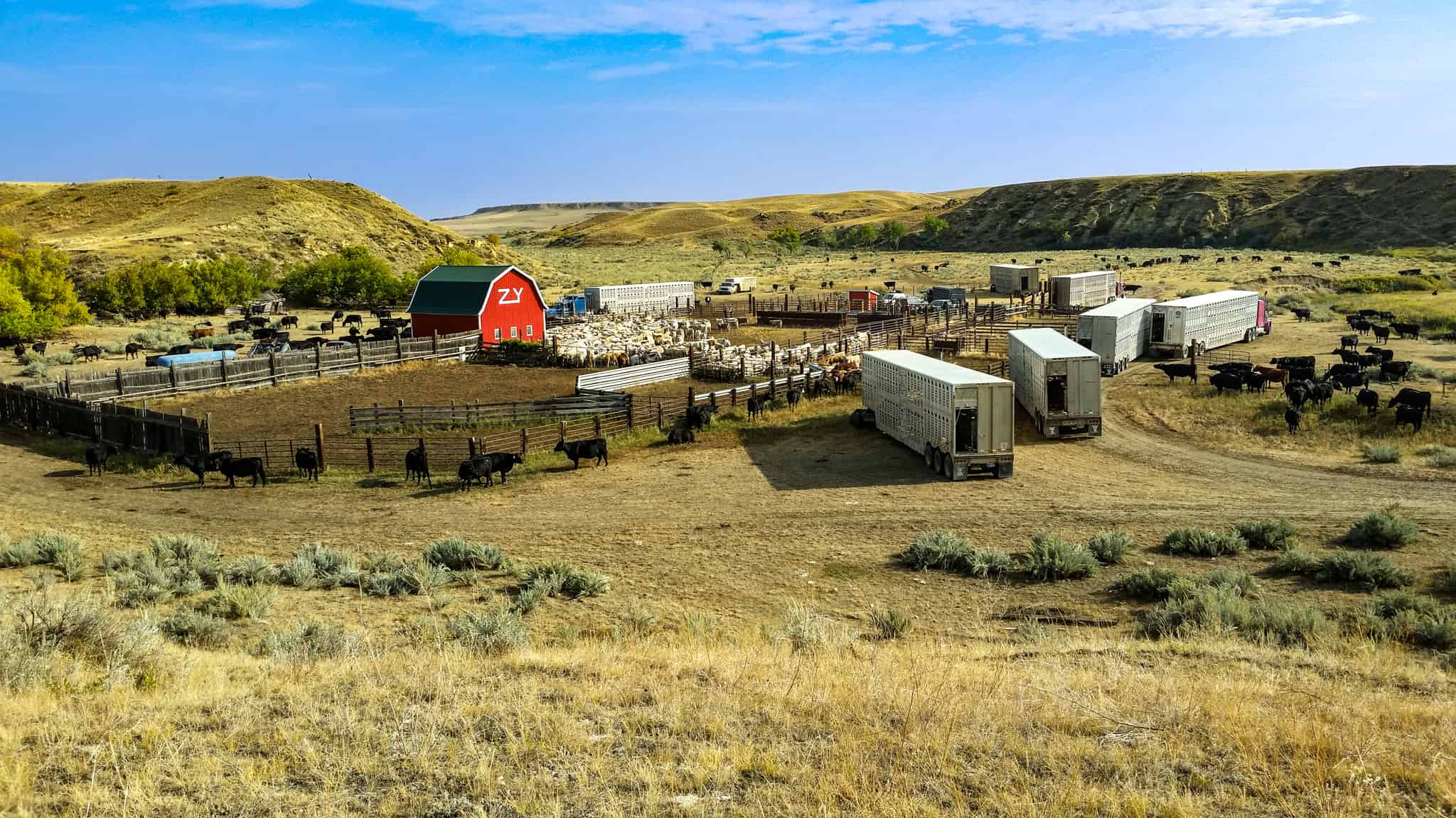 Northeastern Montana Working Cattle Ranch-Mule Deer Hunting Property