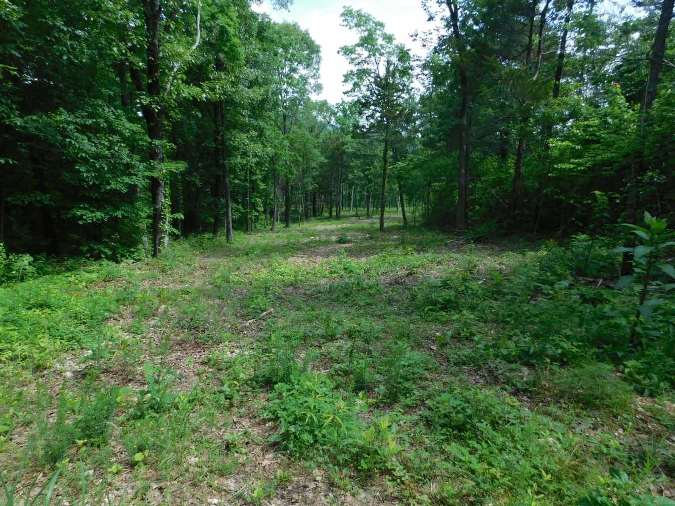 Acreage with Building Site Bordering County Road & Near Buffalo National River Boundary in Newton County, Arkansas