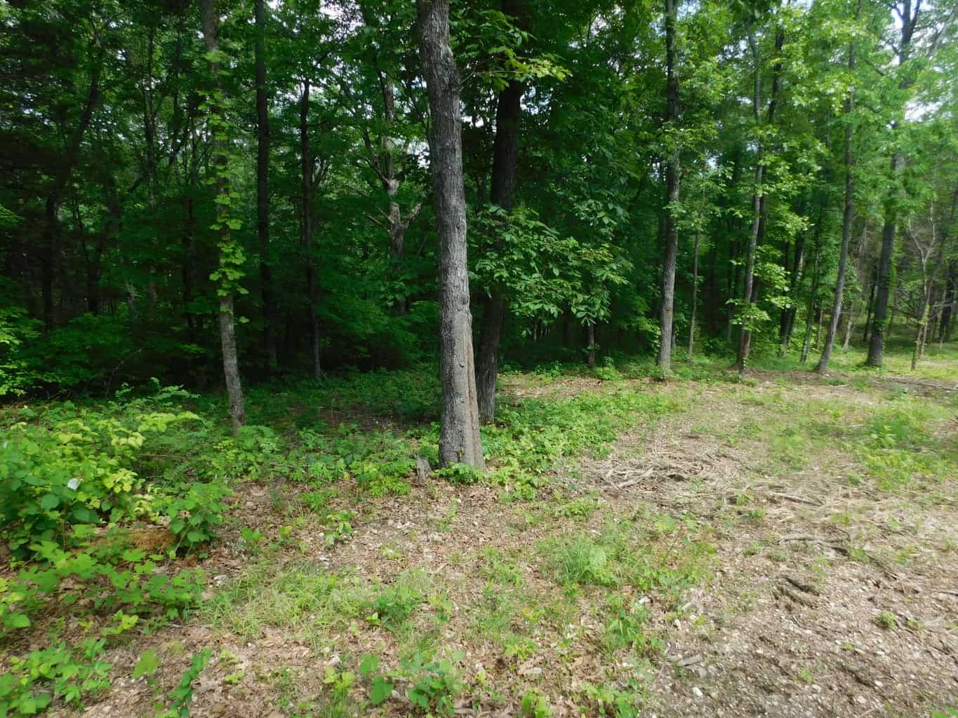 Acreage with Building Site Bordering County Road & Near Buffalo National River Boundary in Newton County, Arkansas
