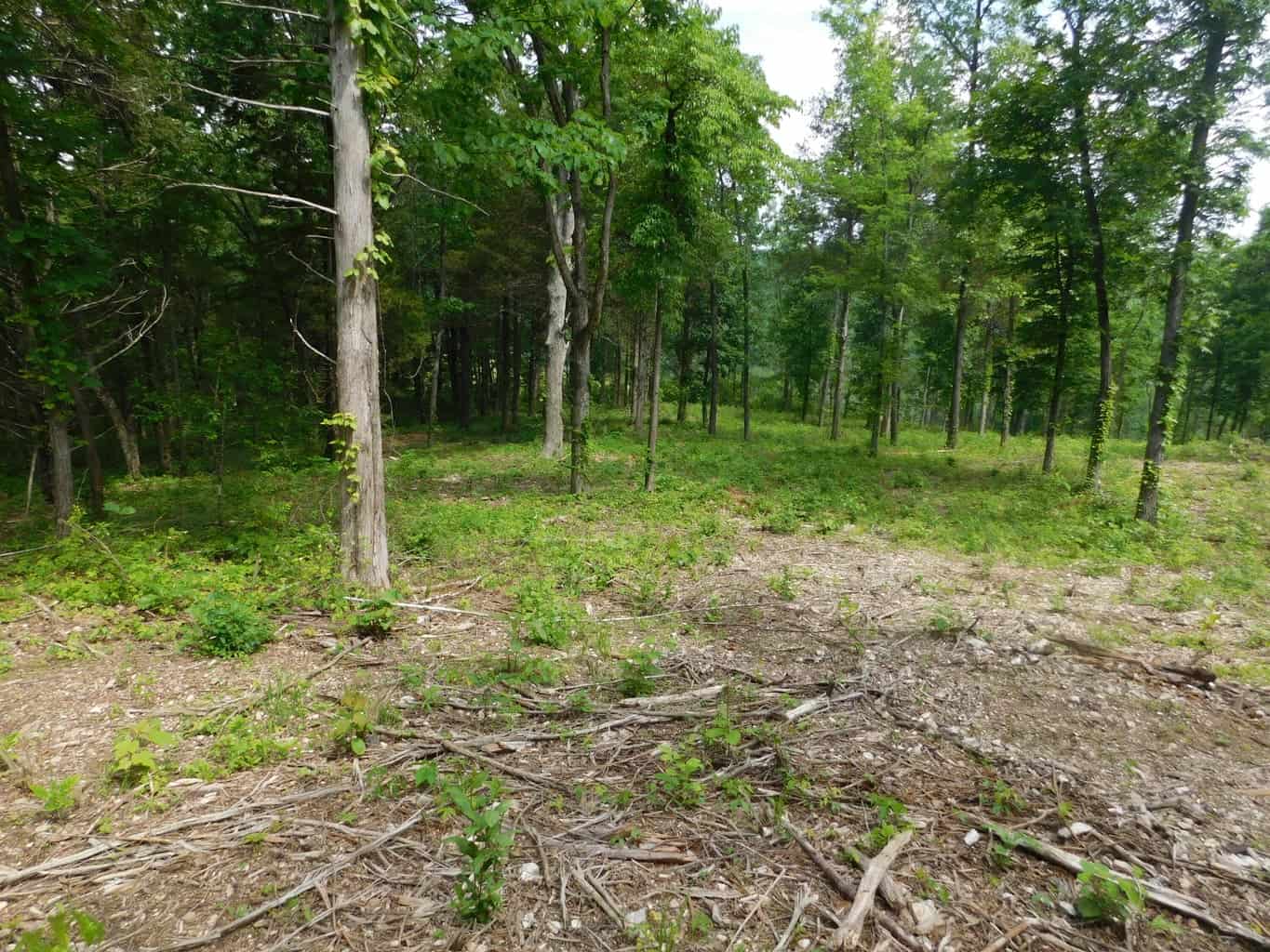 Acreage with Building Site Bordering County Road & Near Buffalo National River Boundary in Newton County, Arkansas