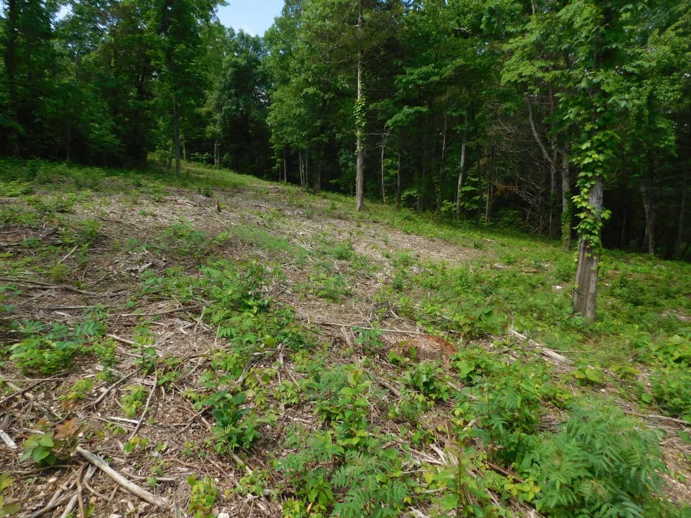 Acreage with Building Site Bordering County Road & Near Buffalo National River Boundary in Newton County, Arkansas