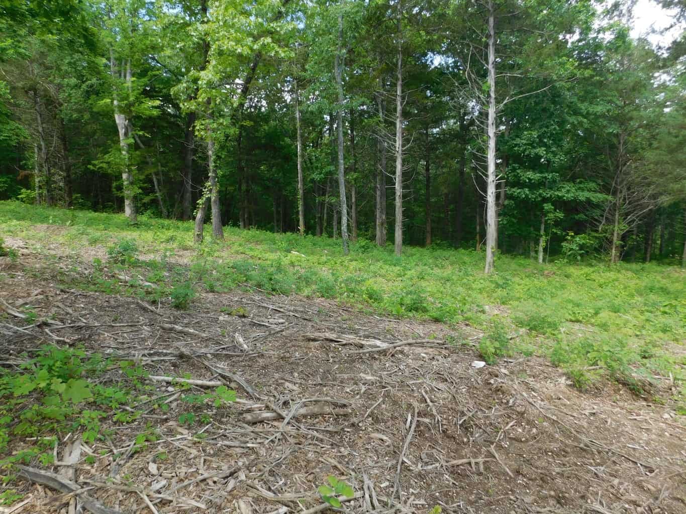 Acreage with Building Site Bordering County Road & Near Buffalo National River Boundary in Newton County, Arkansas