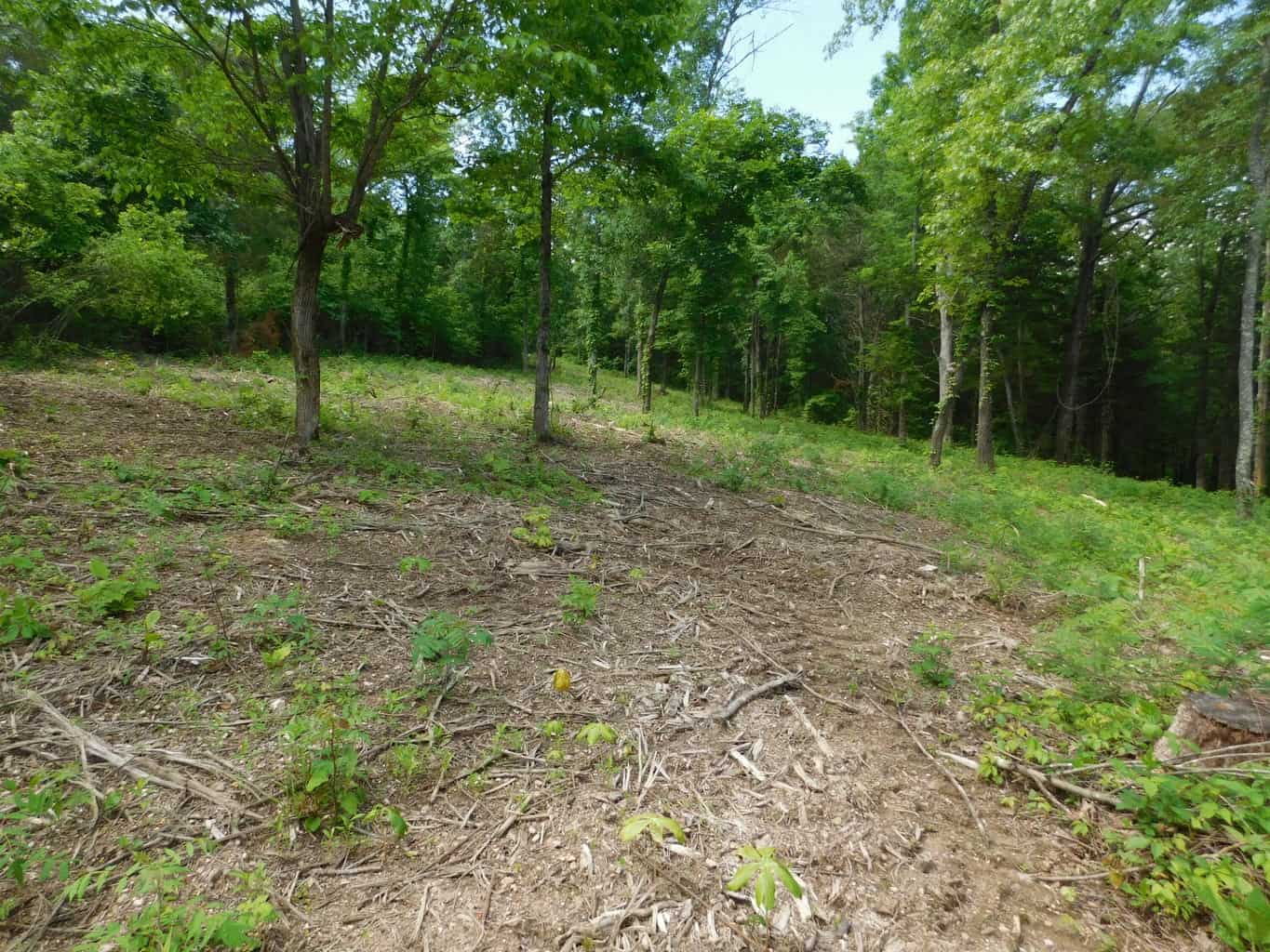 Acreage with Building Site Bordering County Road & Near Buffalo National River Boundary in Newton County, Arkansas