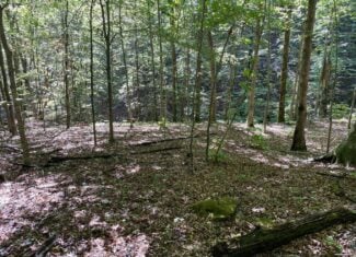 80 Acres Prime Hunting Land Borders Ozark National Forest On All Sides! Newton County, Arkansas