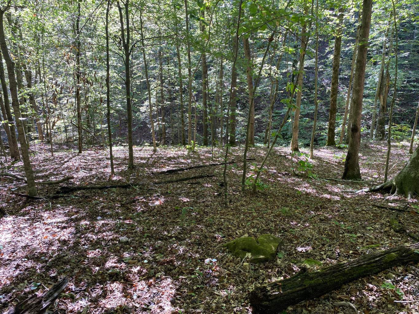 80 Acres Prime Hunting Land Borders Ozark National Forest On All Sides! Newton County, Arkansas