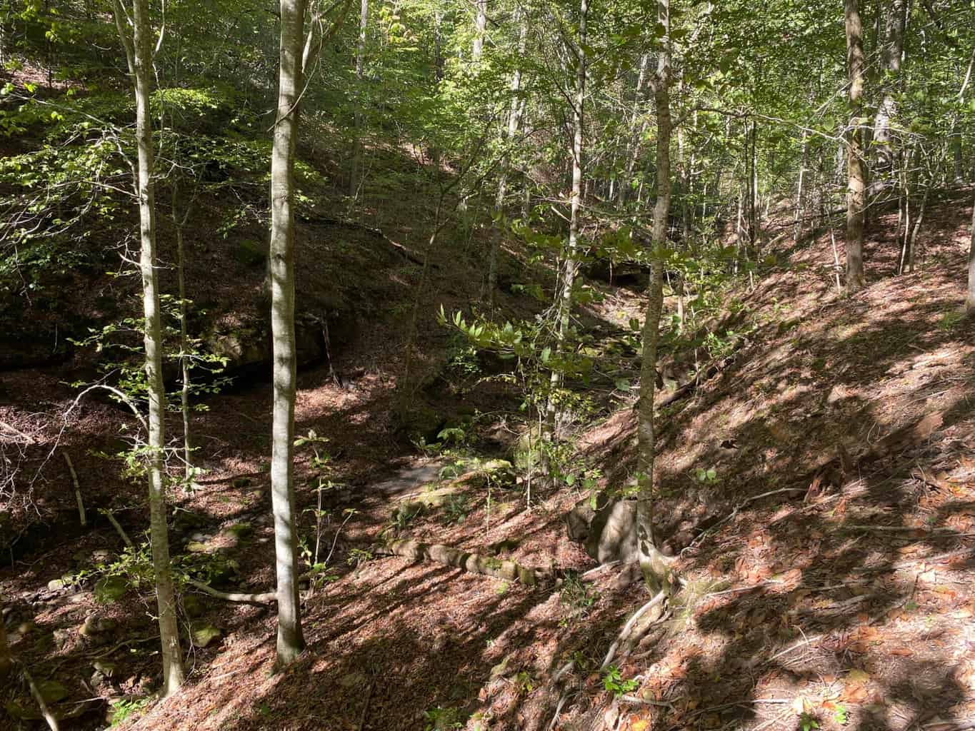 80 Acres Prime Hunting Land Borders Ozark National Forest On All Sides! Newton County, Arkansas