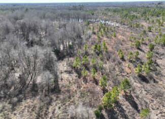 Pine Plantation / Duck Hunting Land for sale