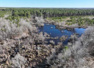 Pine Plantation / Duck Hunting Land for sale