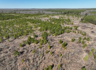 Pine Plantation / Duck Hunting Land for sale