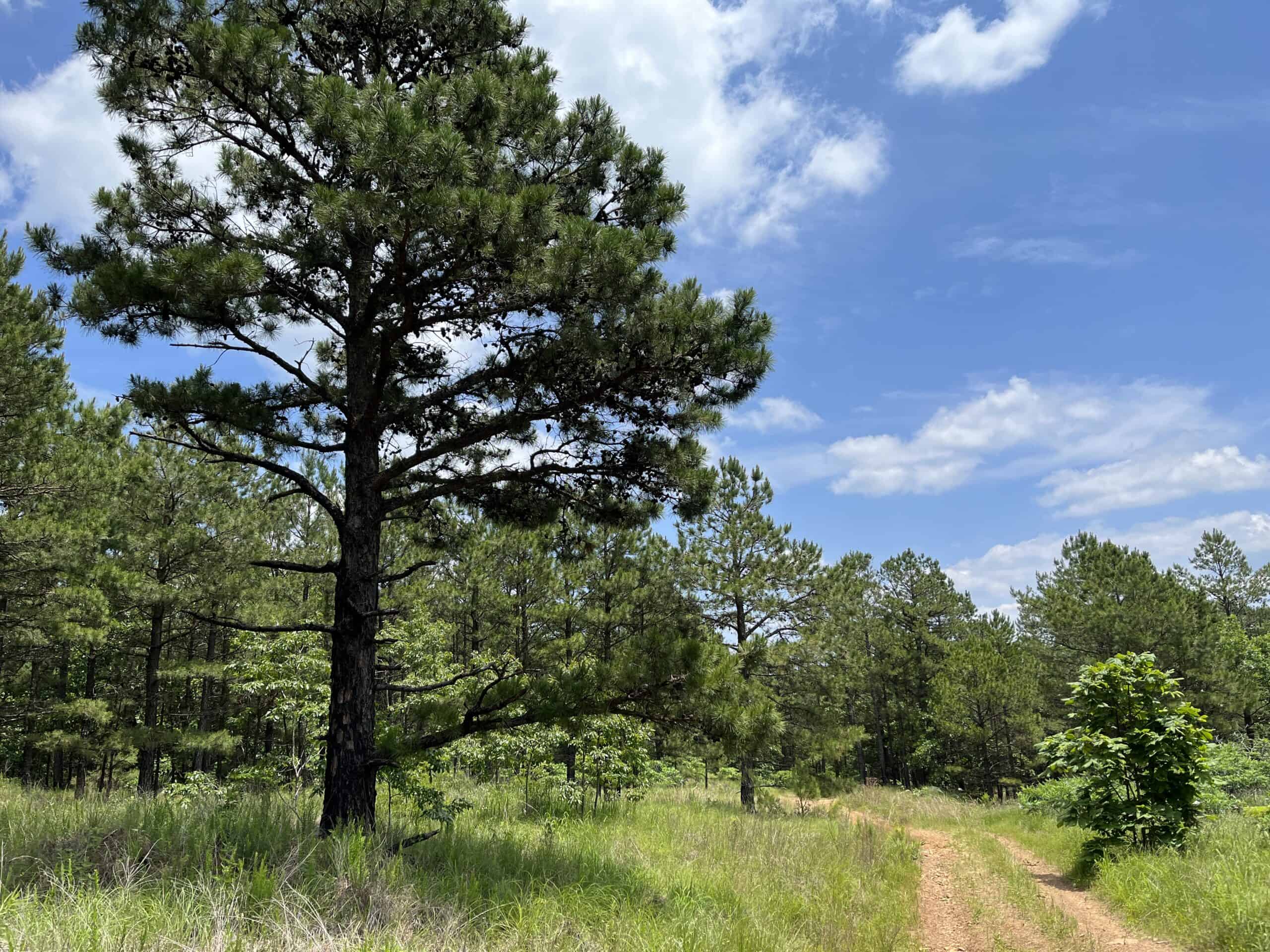Acreage For Sale in Daisy, Oklahoma!