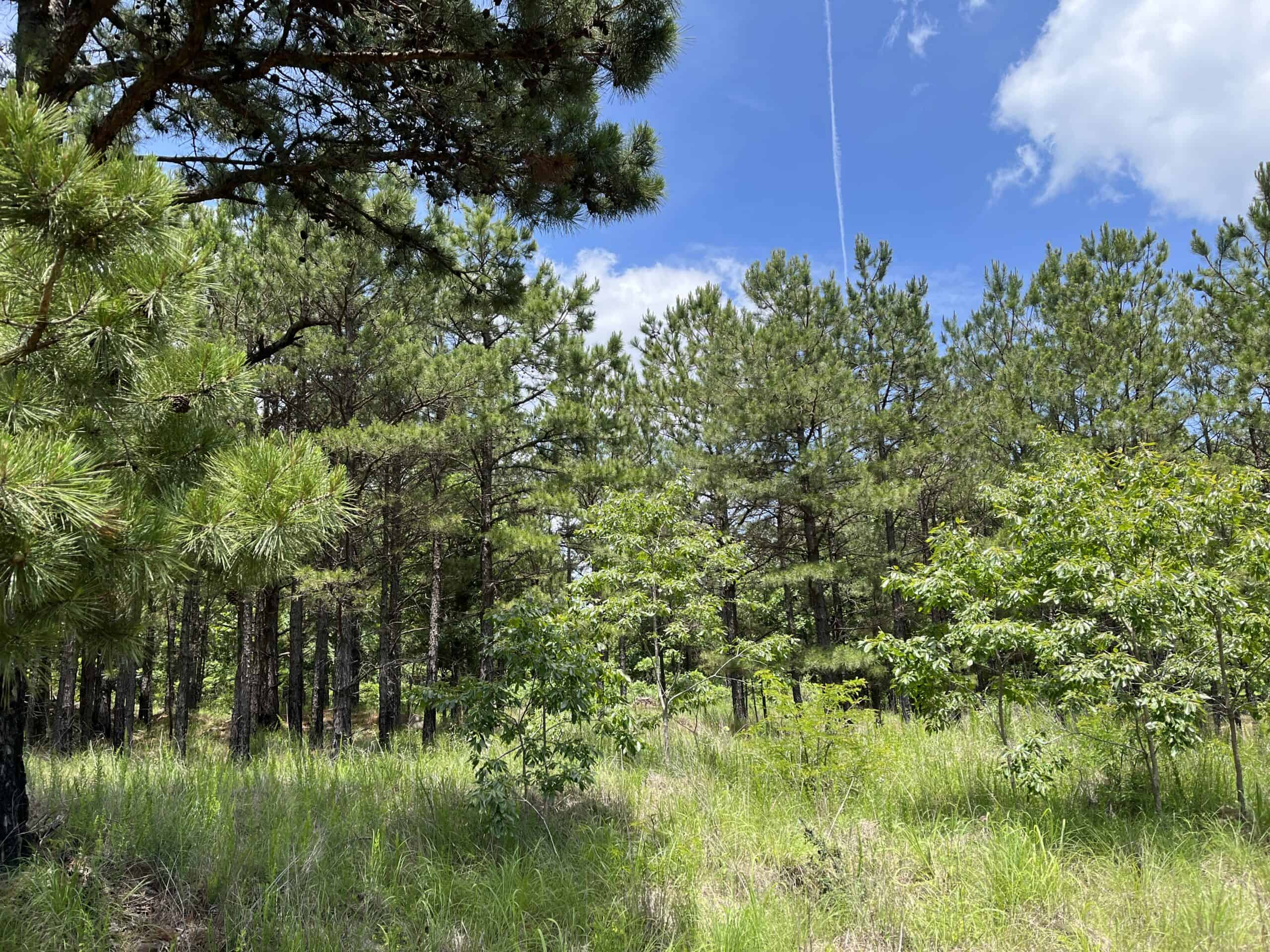 Acreage For Sale in Daisy, Oklahoma!