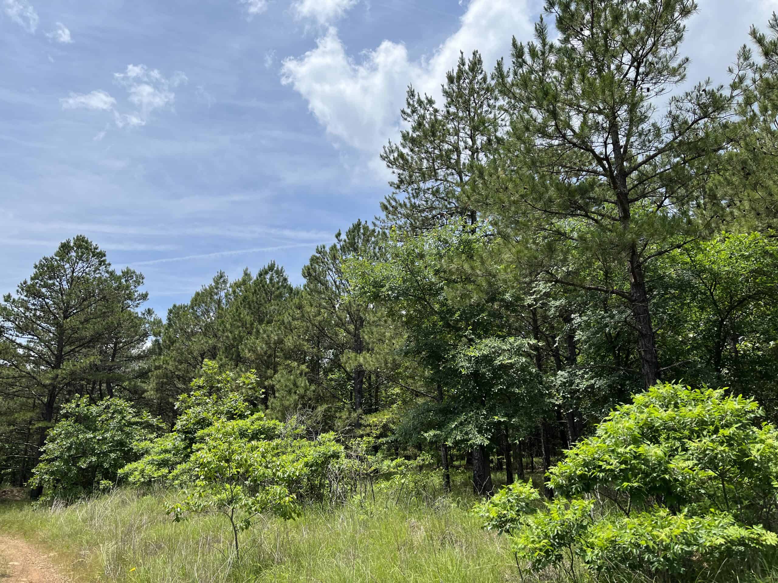 Hunting land for sale in Daisy, OK