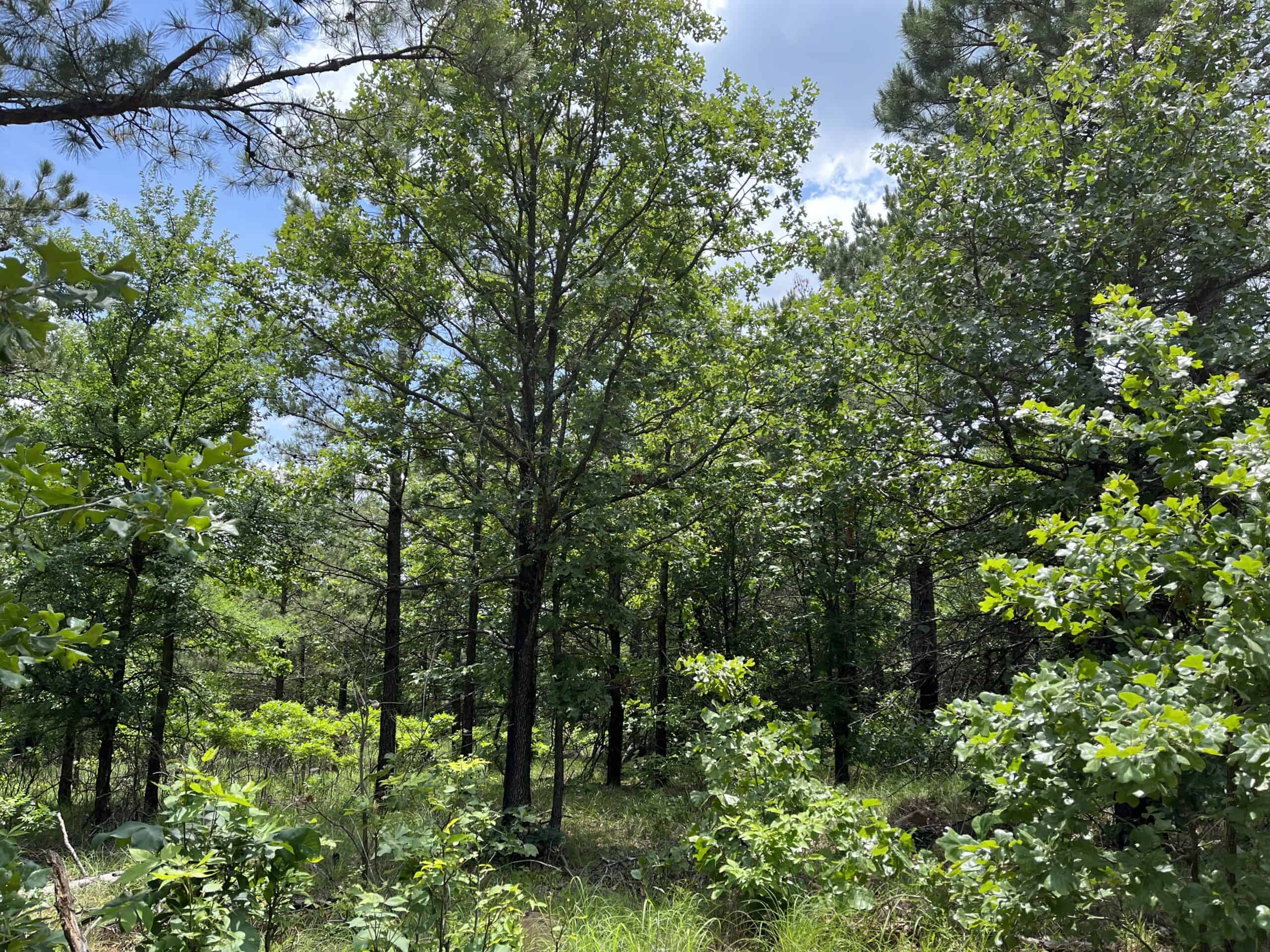 Hunting land for sale in Daisy, OK
