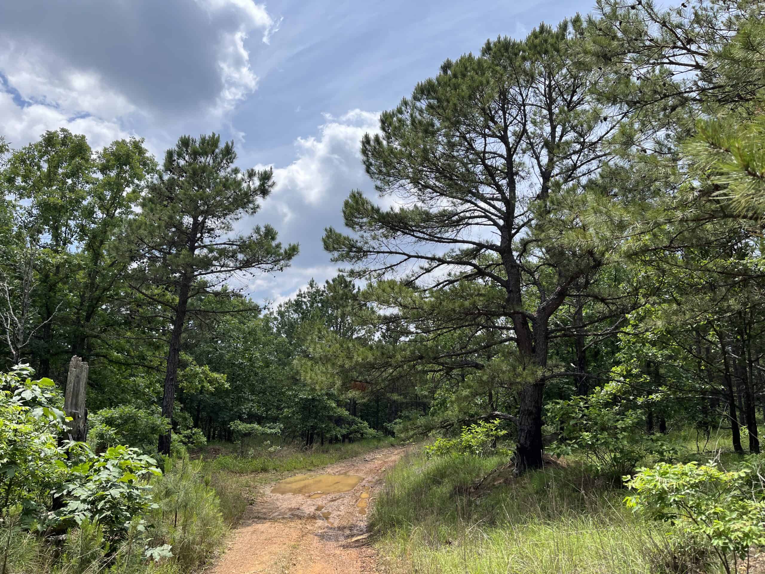 Hunting land for sale in Daisy, OK