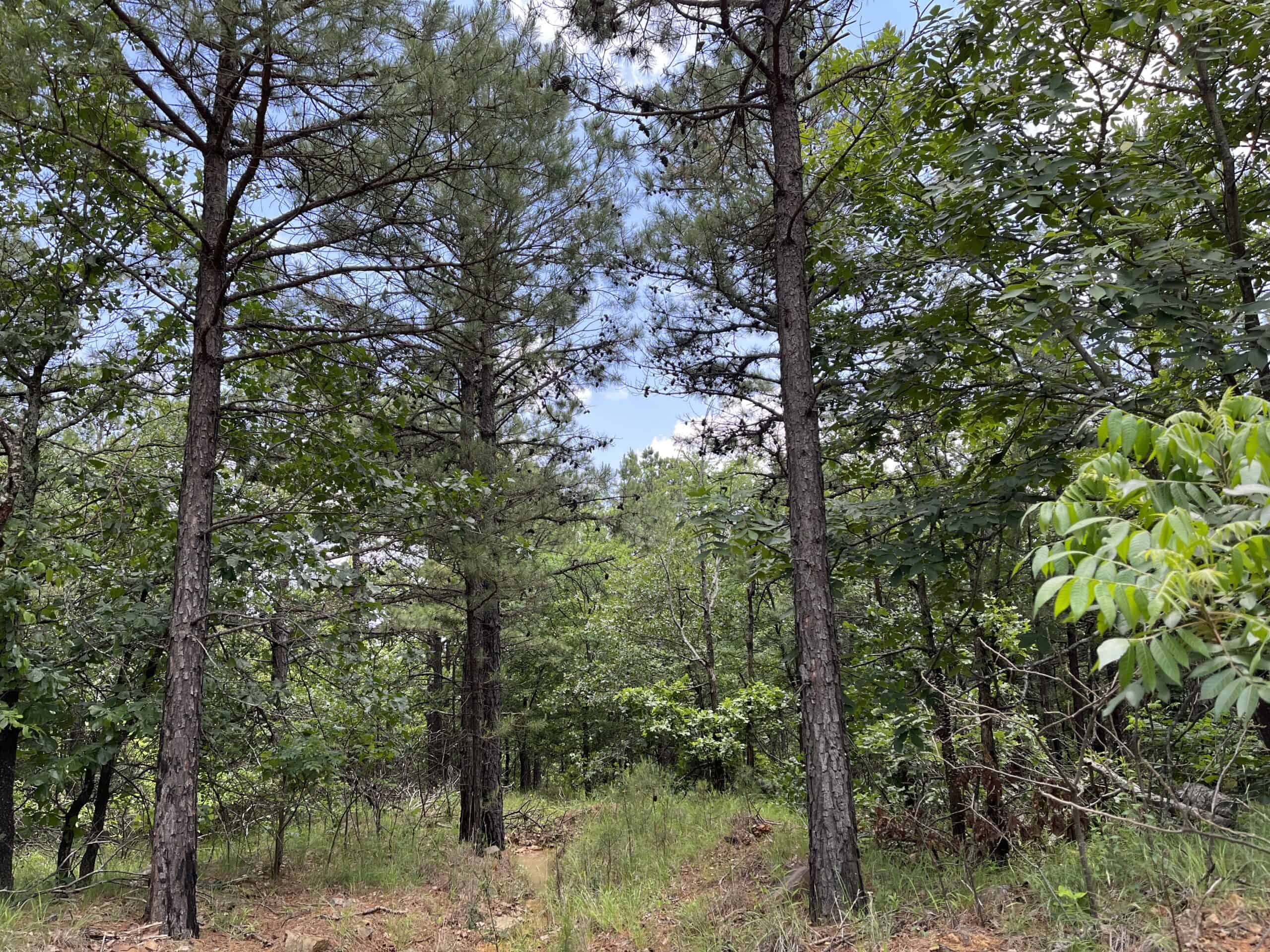 Acreage For Sale in Daisy, Oklahoma!