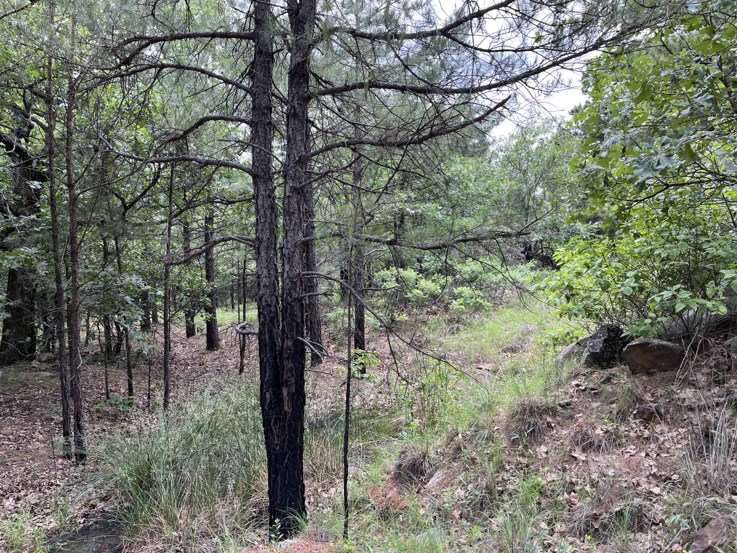 Hunting land for sale in Daisy, OK