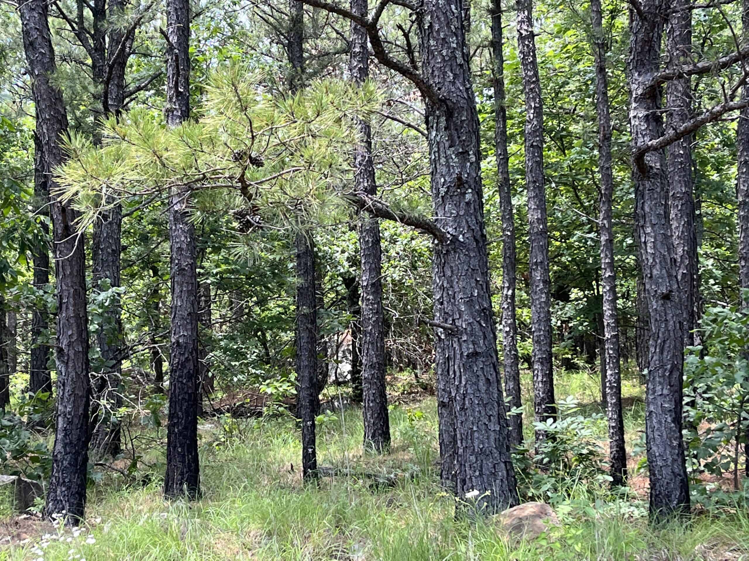Hunting land for sale in Daisy, OK