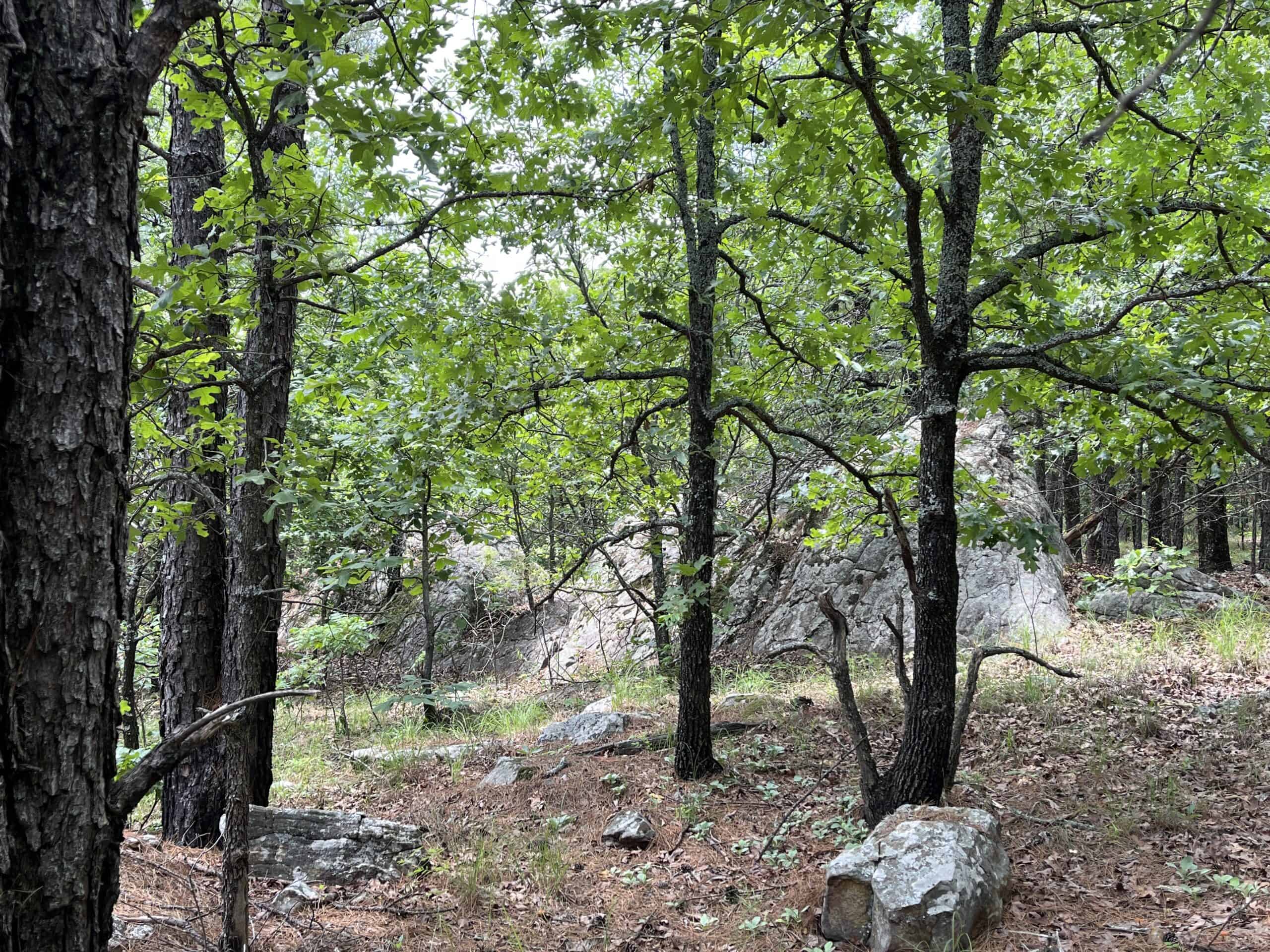 Hunting land for sale in Daisy, OK