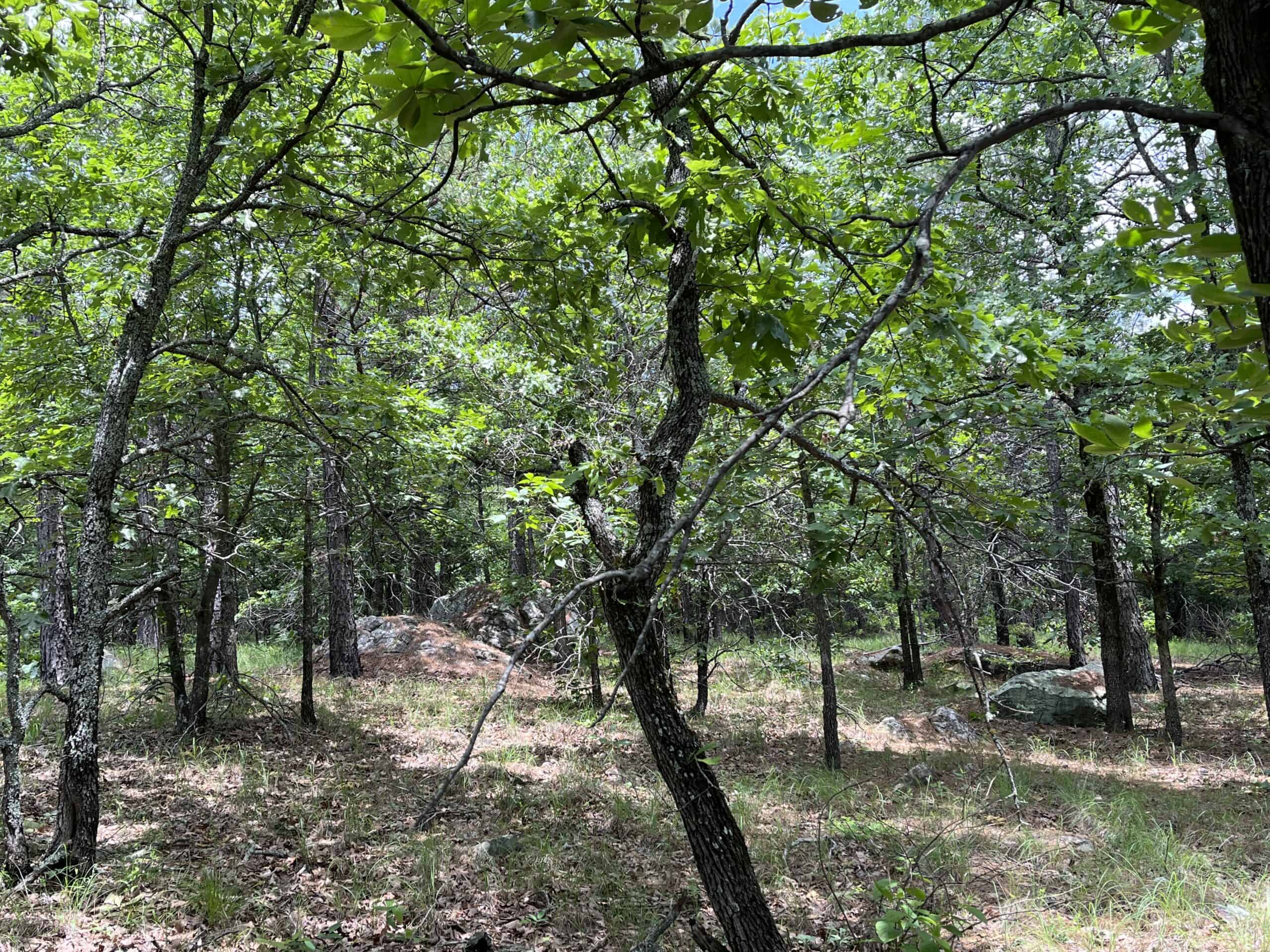 Hunting land for sale in Daisy, OK