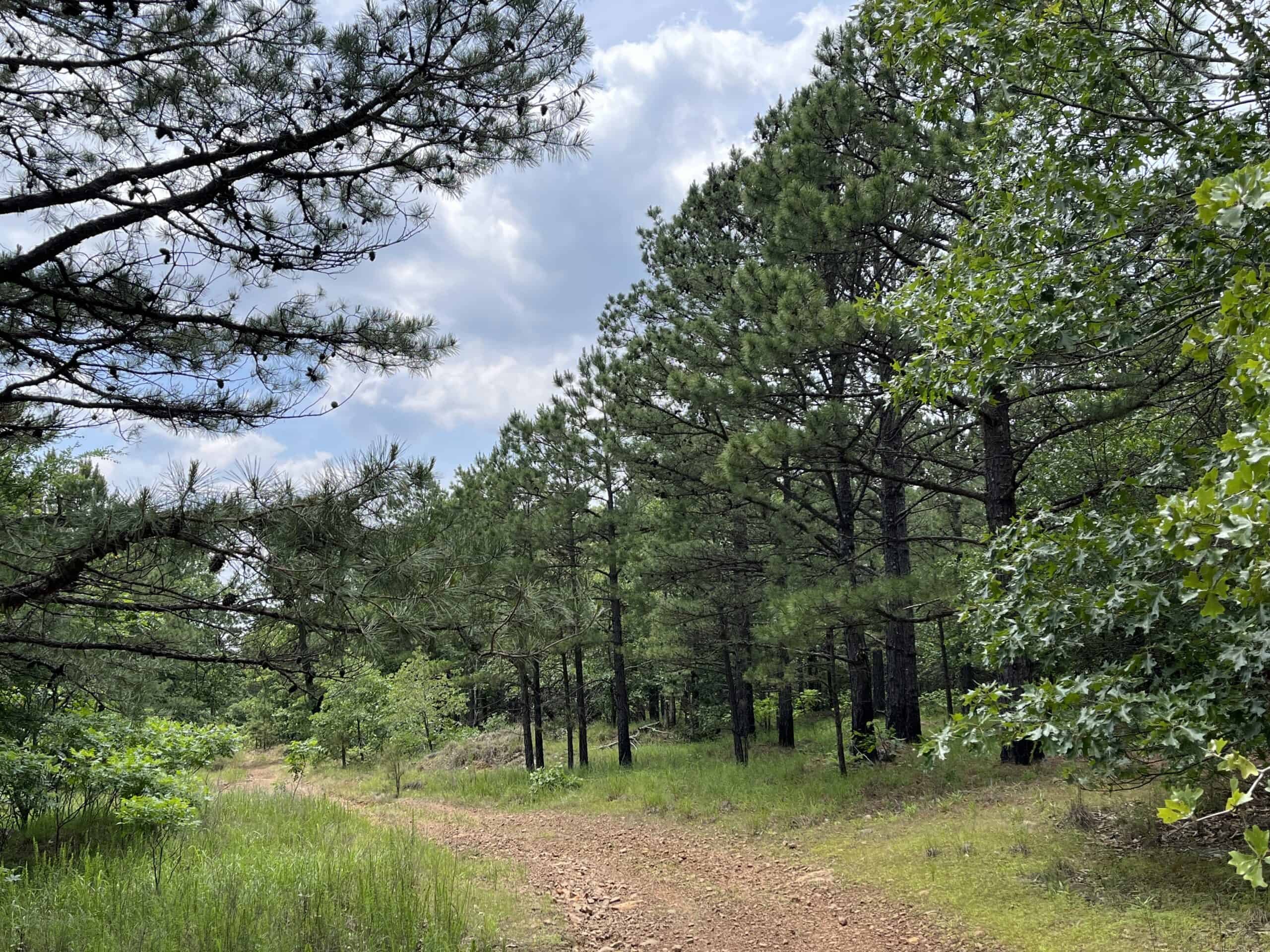 Hunting land for sale in Daisy, OK