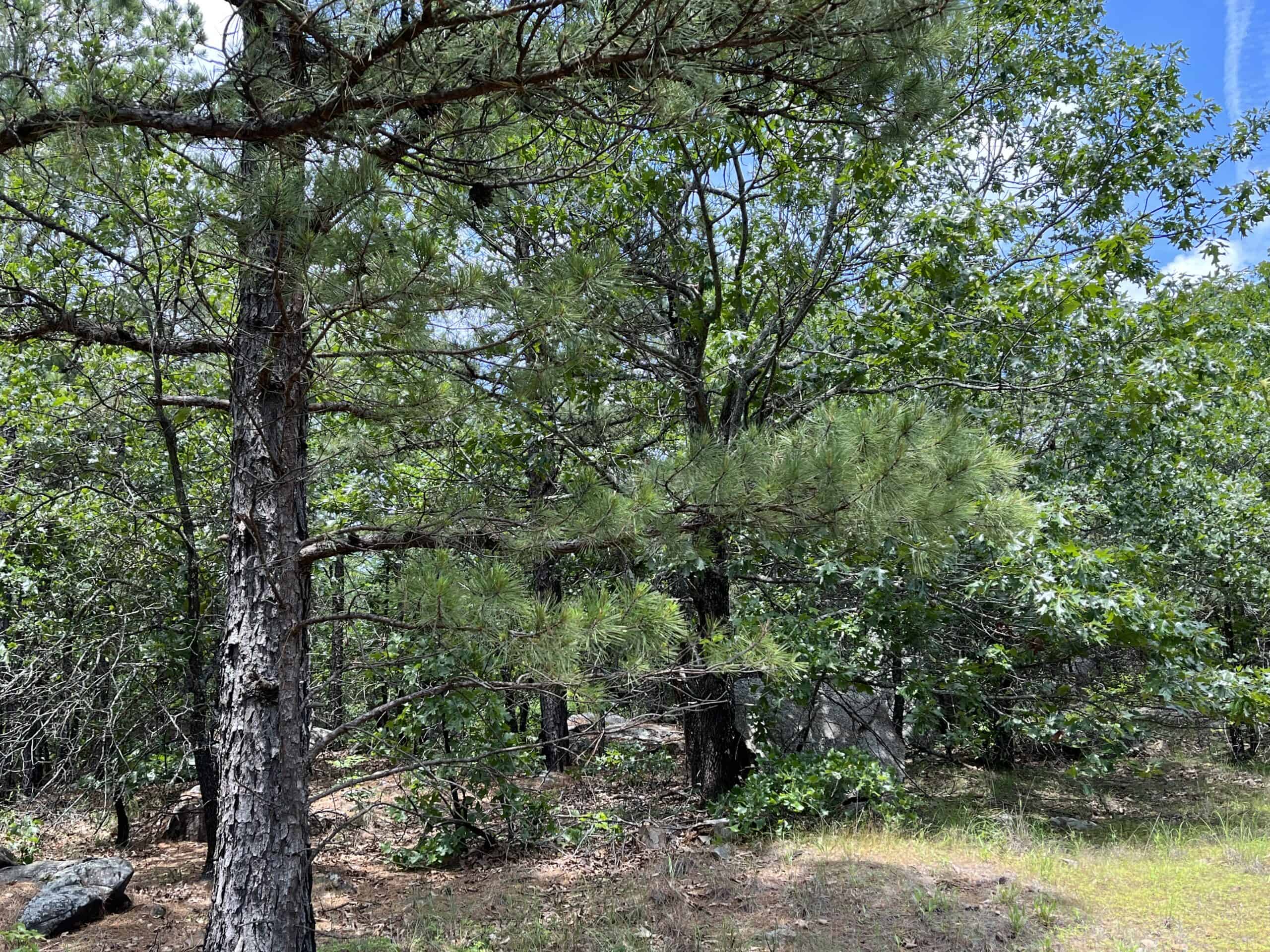 Hunting land for sale in Daisy, OK