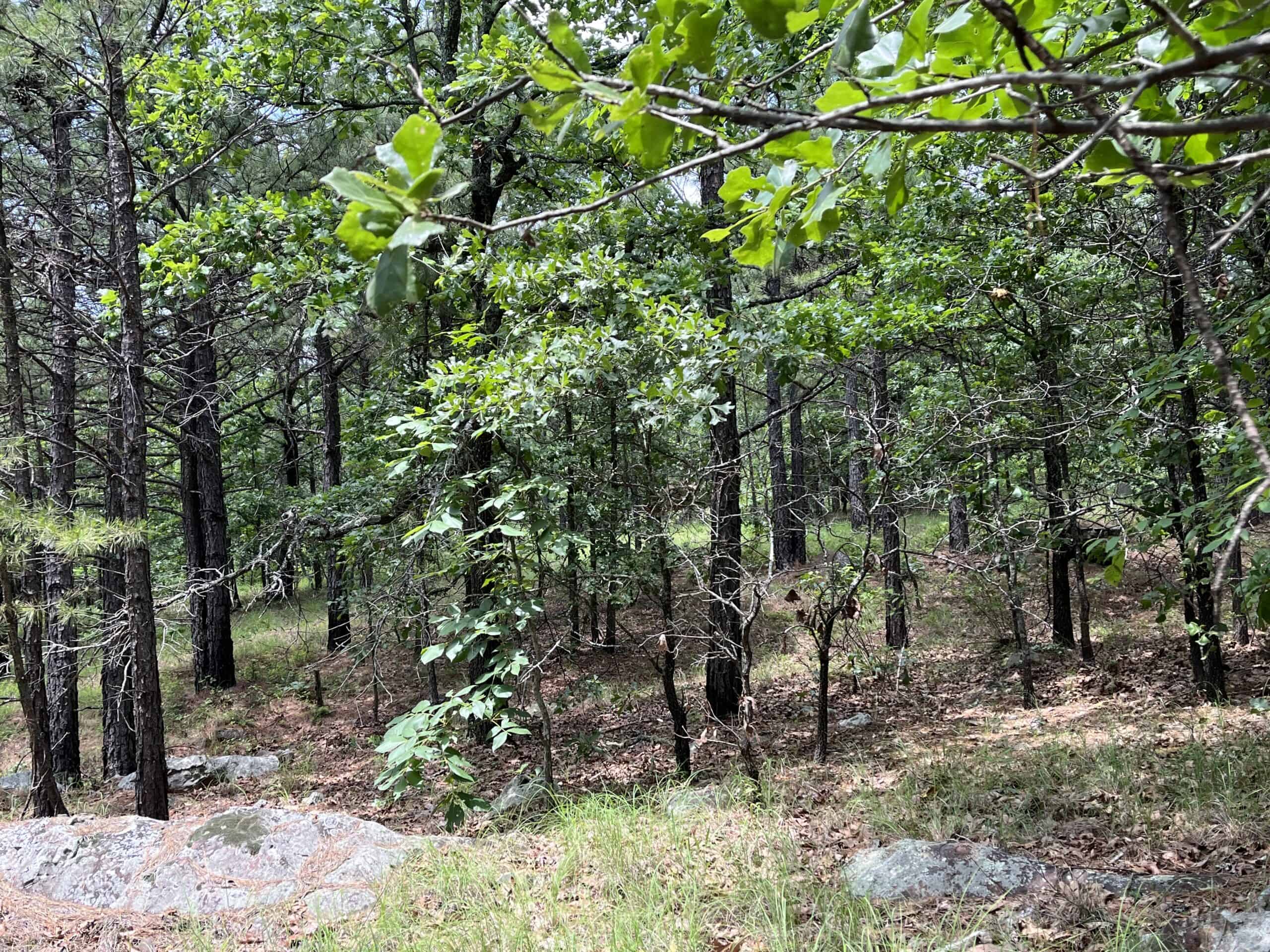 Hunting land for sale in Daisy, OK