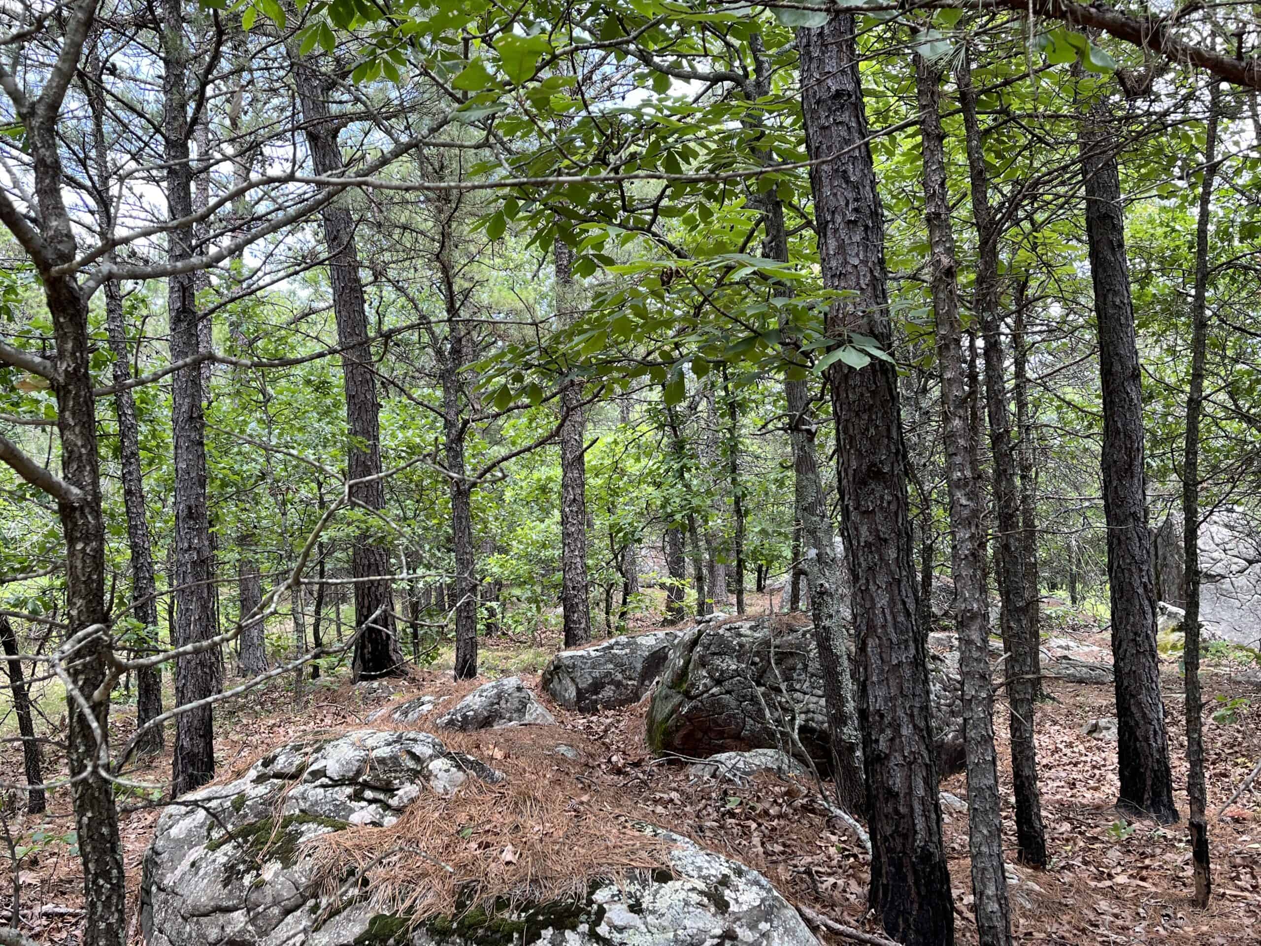 Hunting land for sale in Daisy, OK