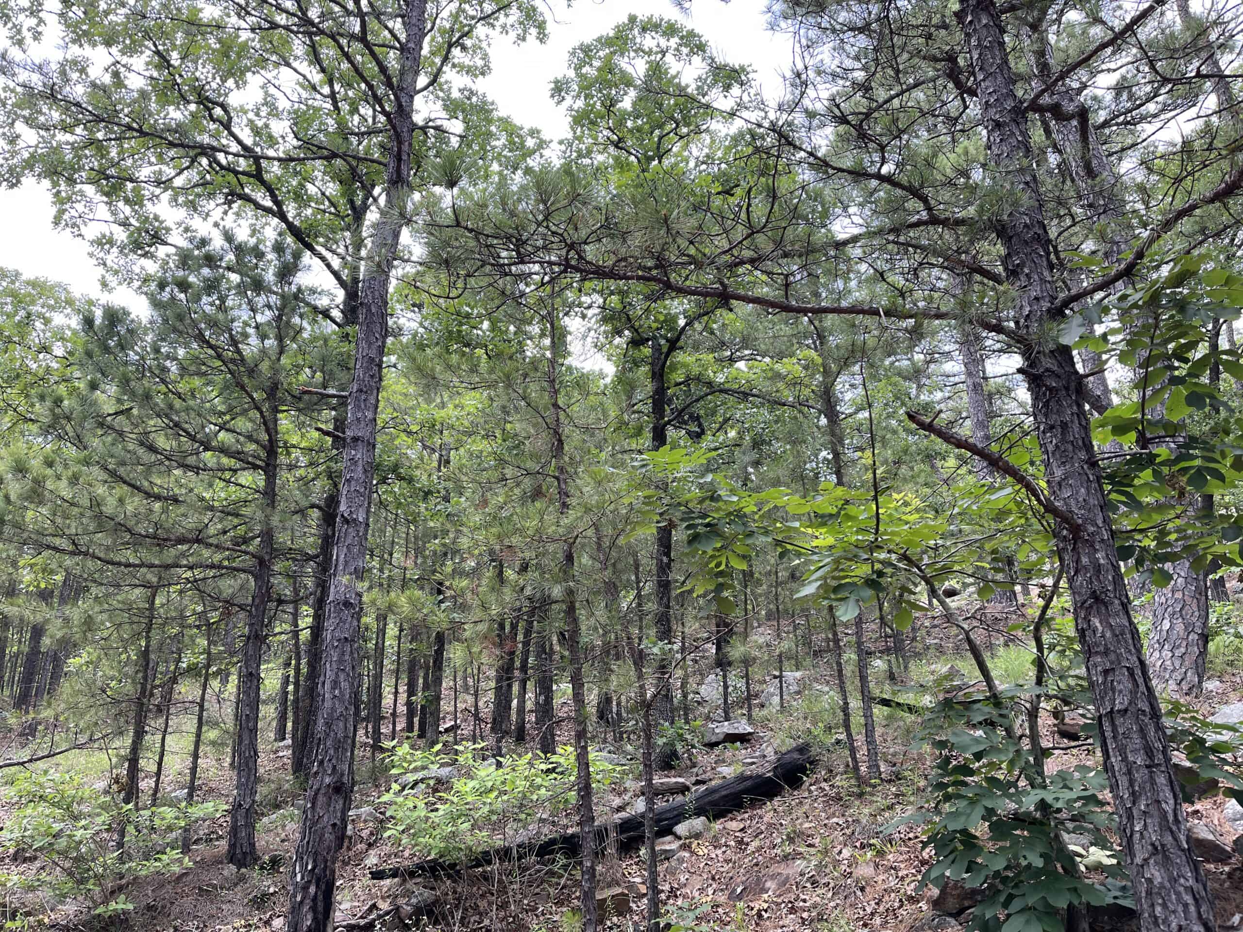 Hunting land for sale in Daisy, OK