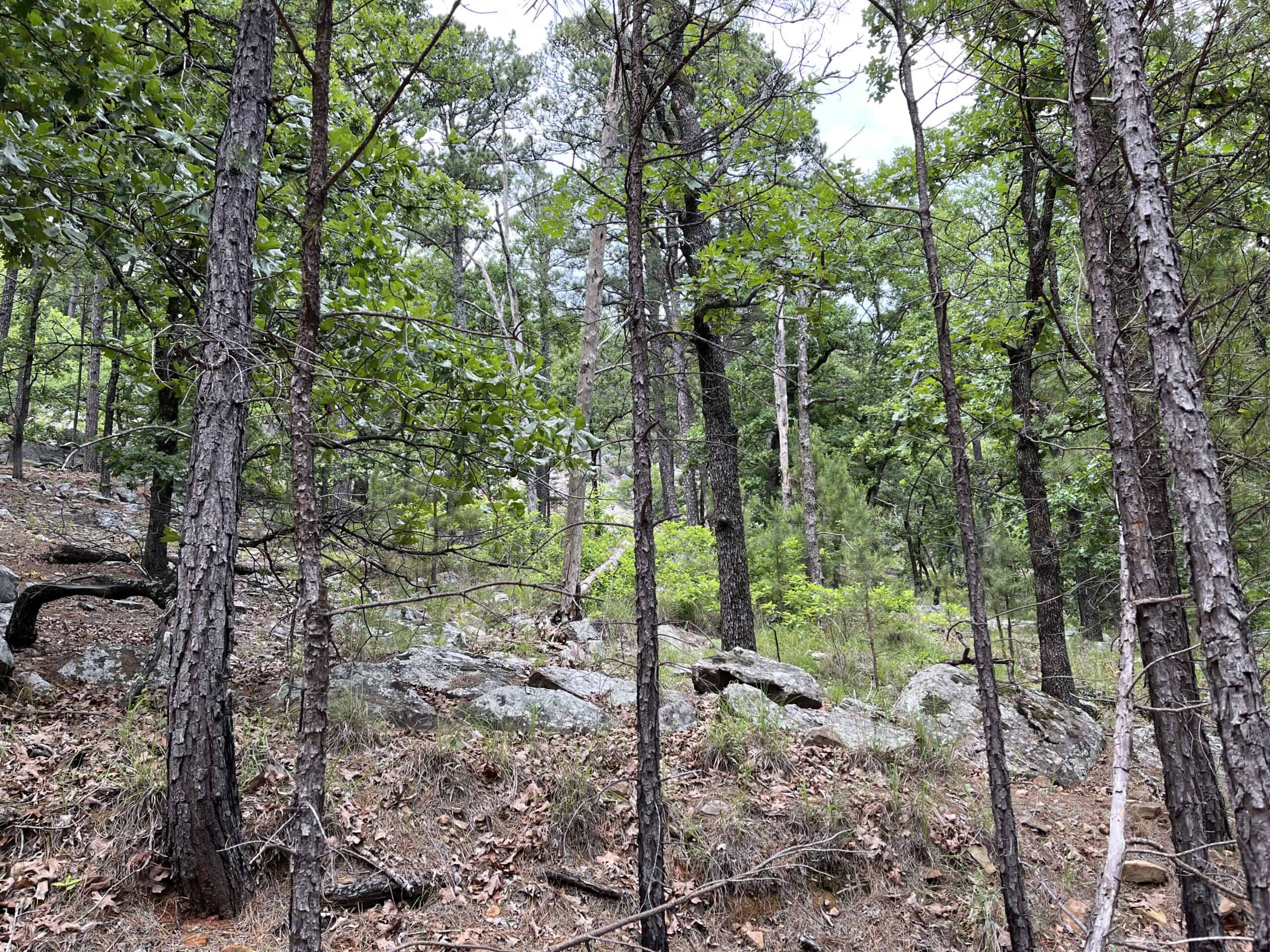 Hunting land for sale in Daisy, OK
