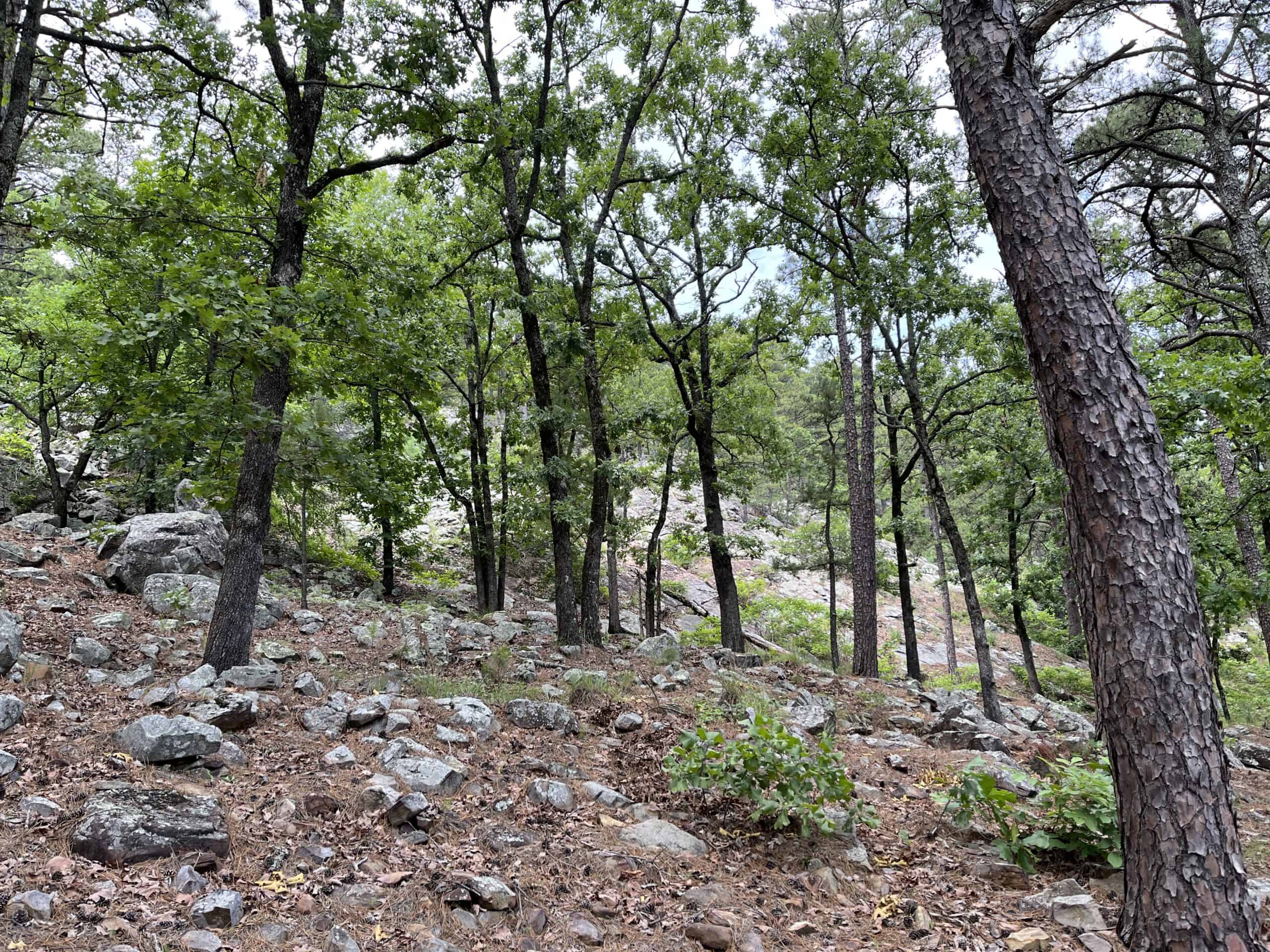 Hunting land for sale in Daisy, OK