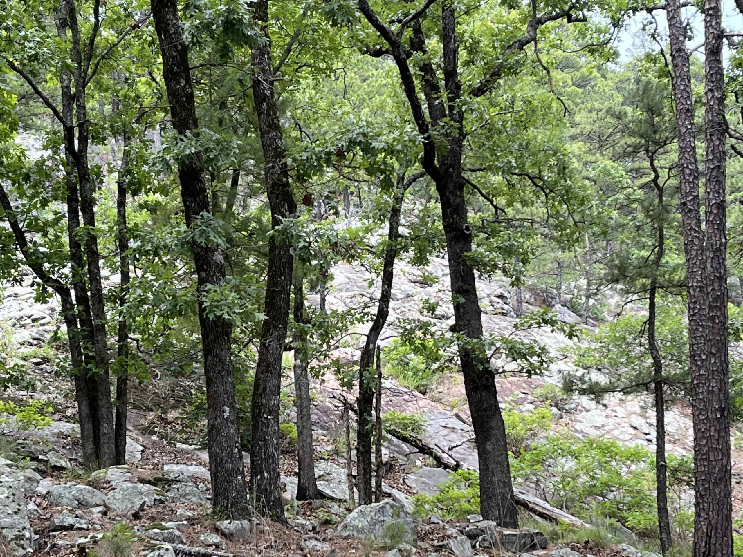 Hunting land for sale in Daisy, OK