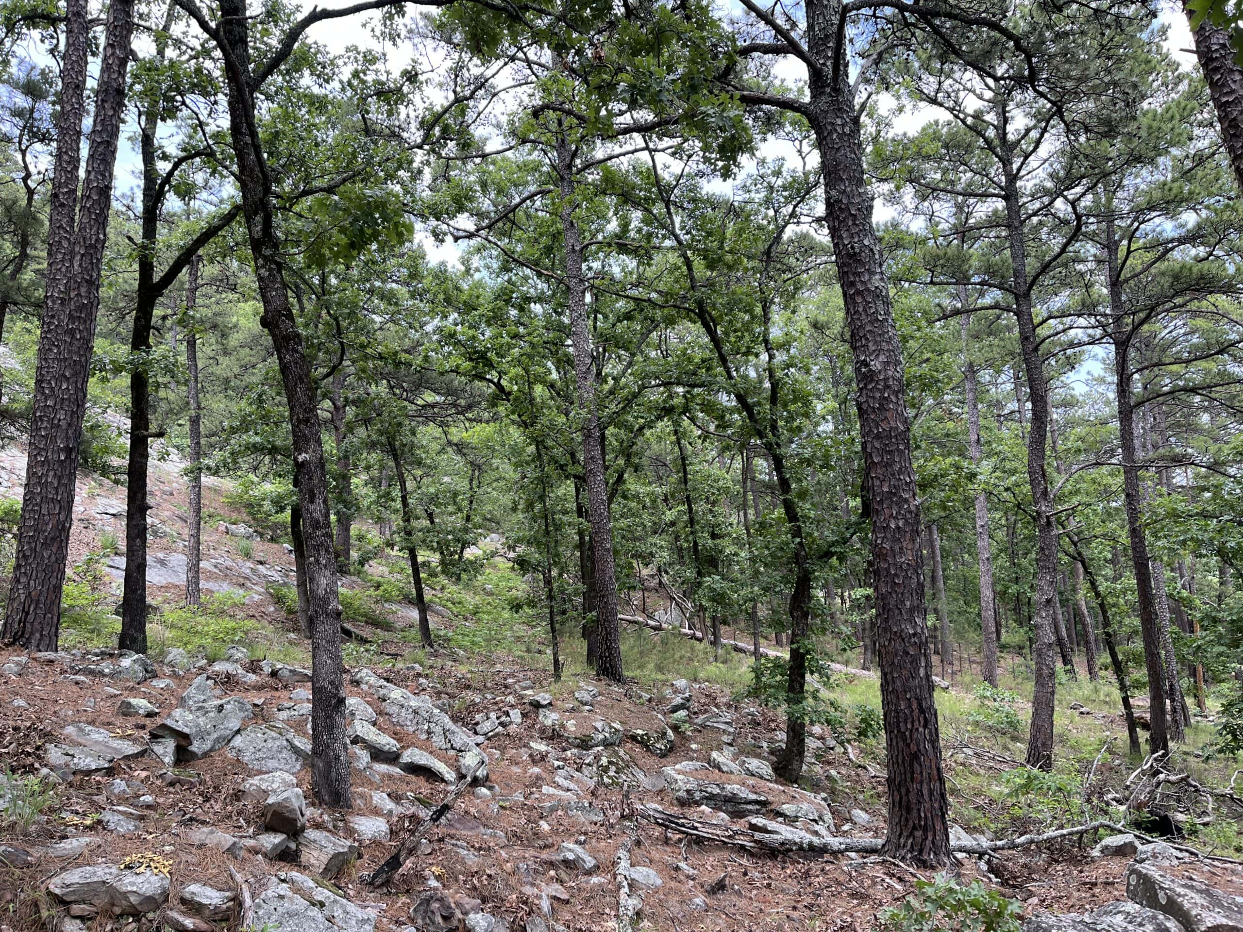 Hunting land for sale in Daisy, OK