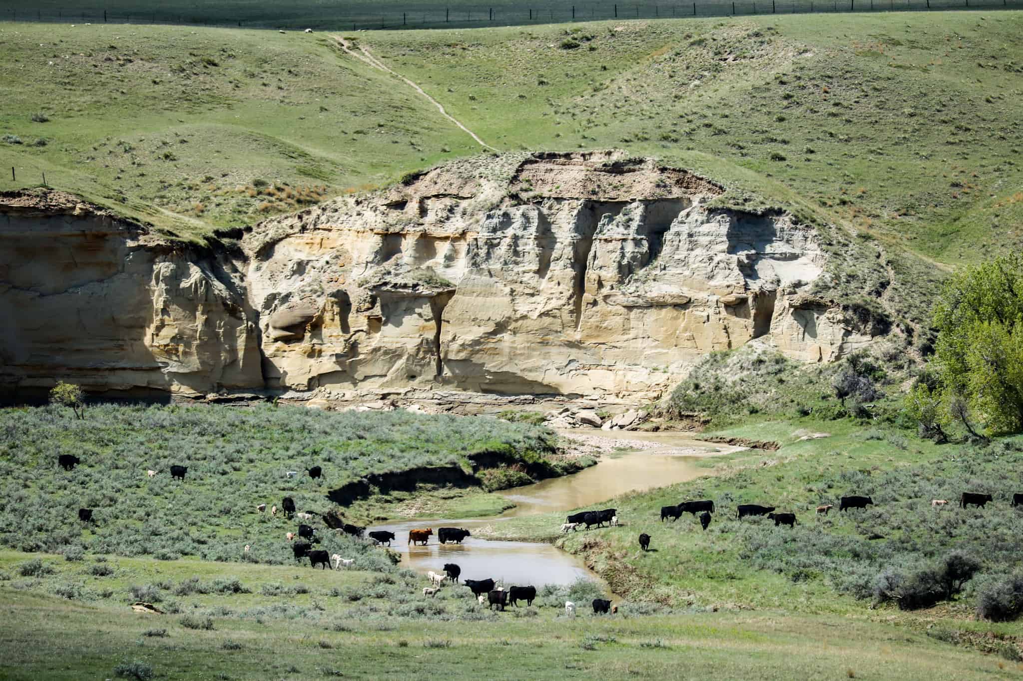 Northeastern Montana Working Cattle Ranch-Mule Deer Hunting Property