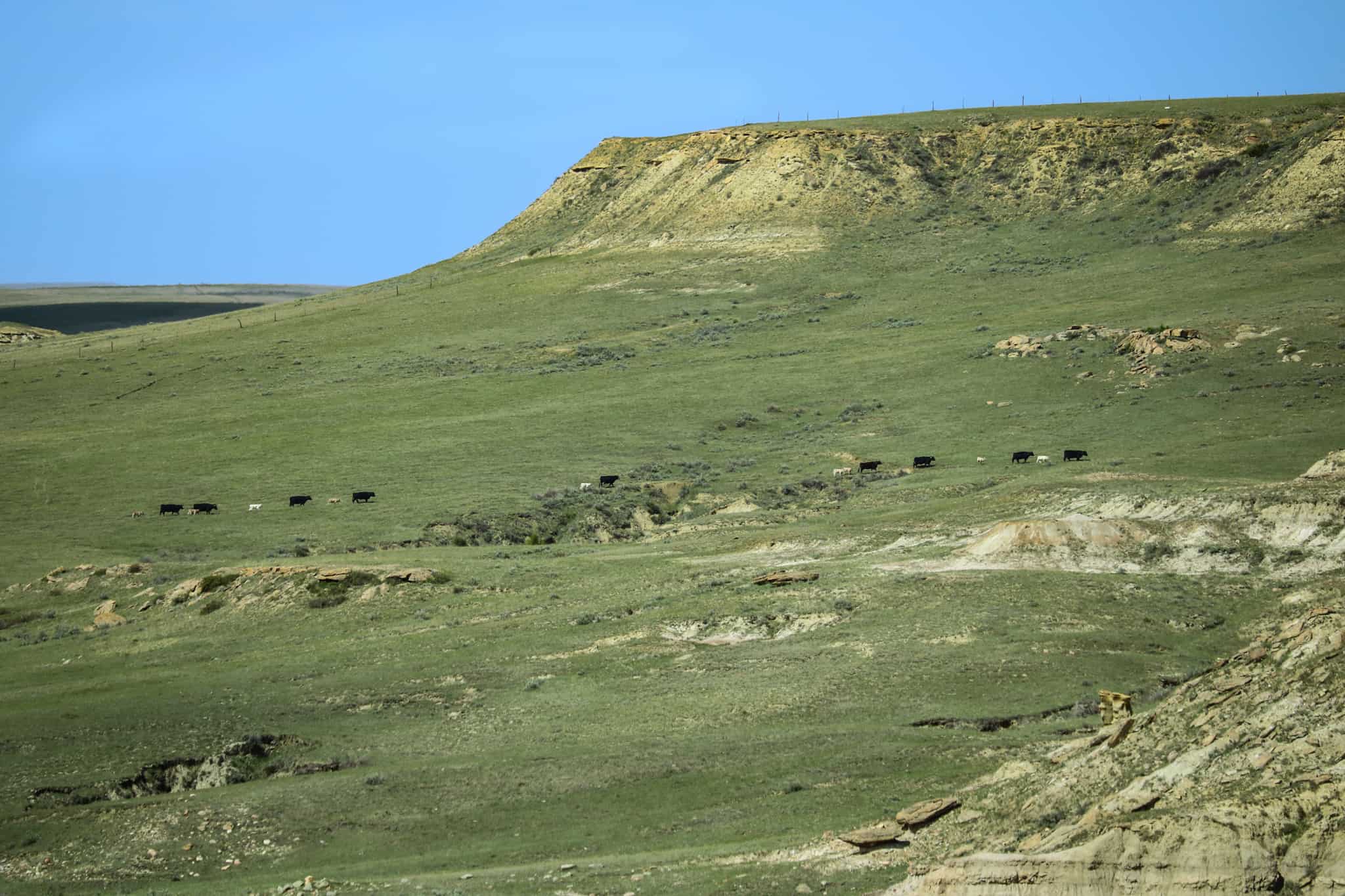 Northeastern Montana Working Cattle Ranch-Mule Deer Hunting Property