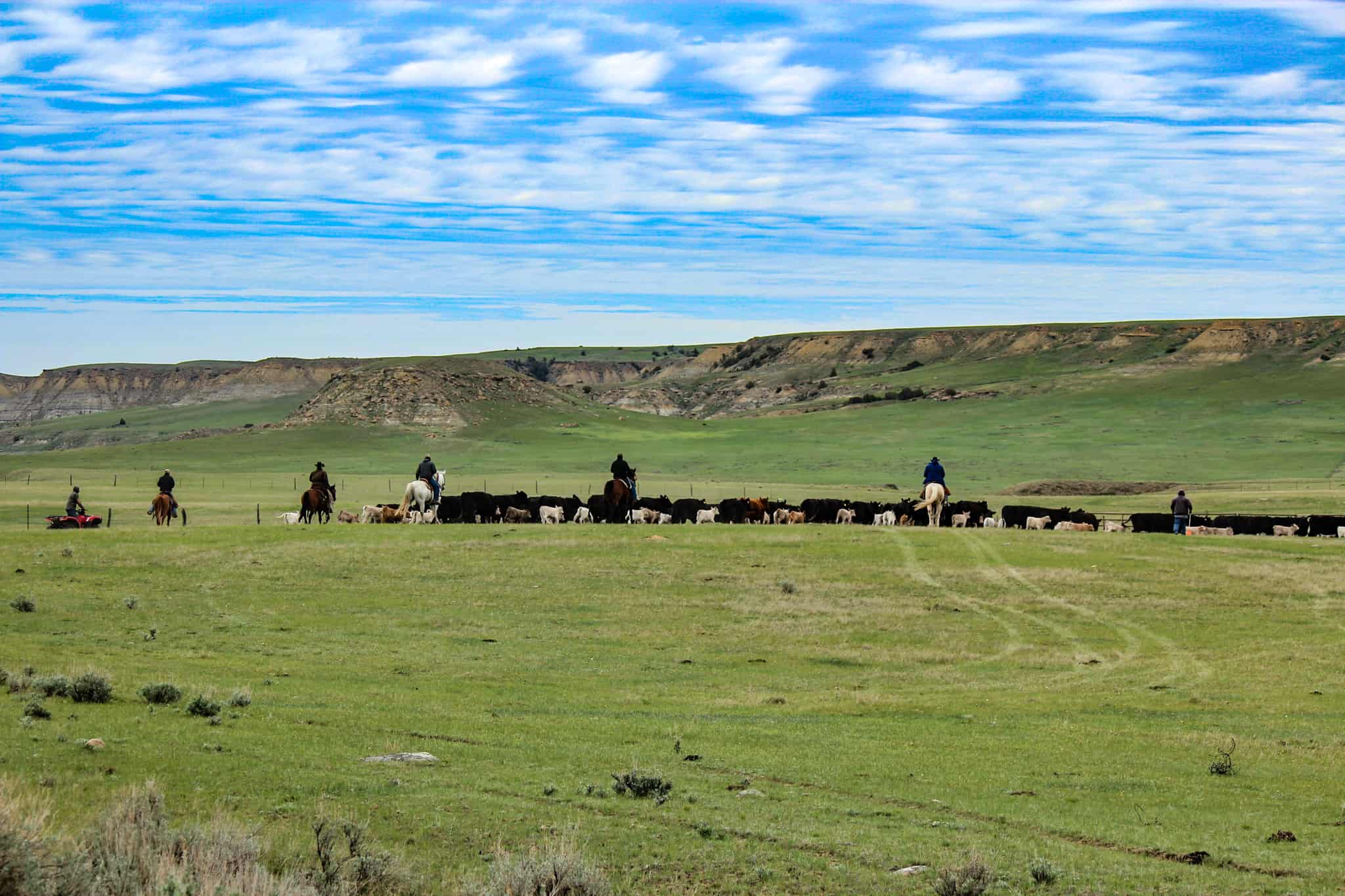 Northeastern Montana Working Cattle Ranch-Mule Deer Hunting Property