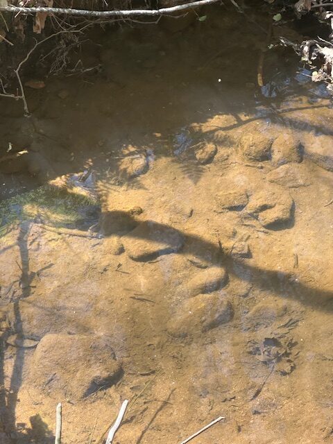 The Bear Creek Tract