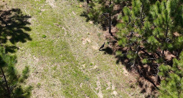 The Brewton Creek Tract