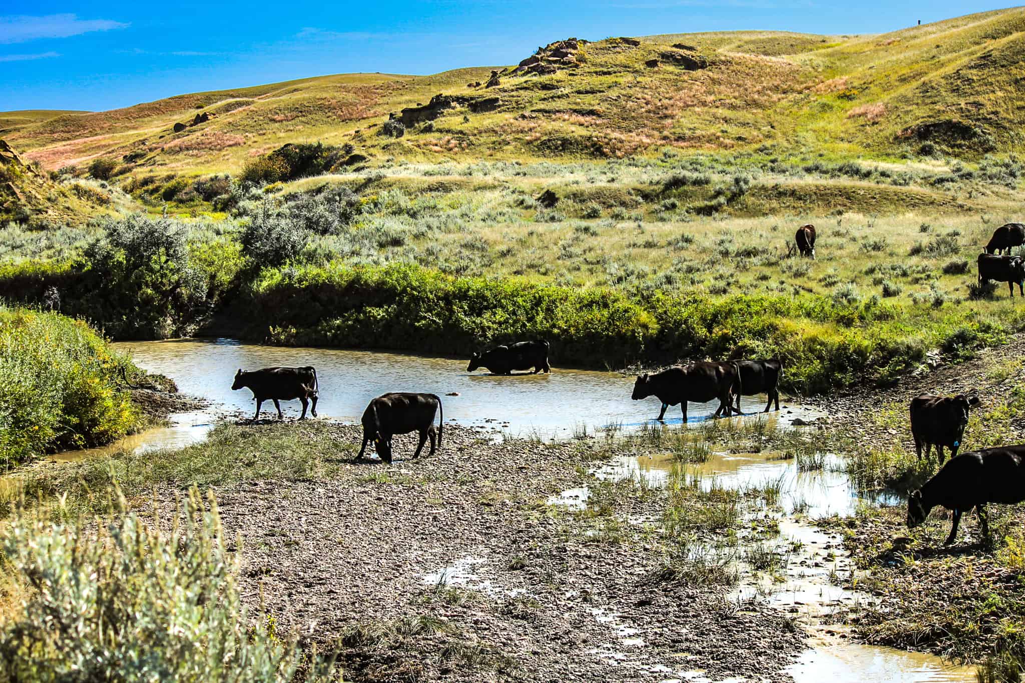 Northeastern Montana Working Cattle Ranch-Mule Deer Hunting Property