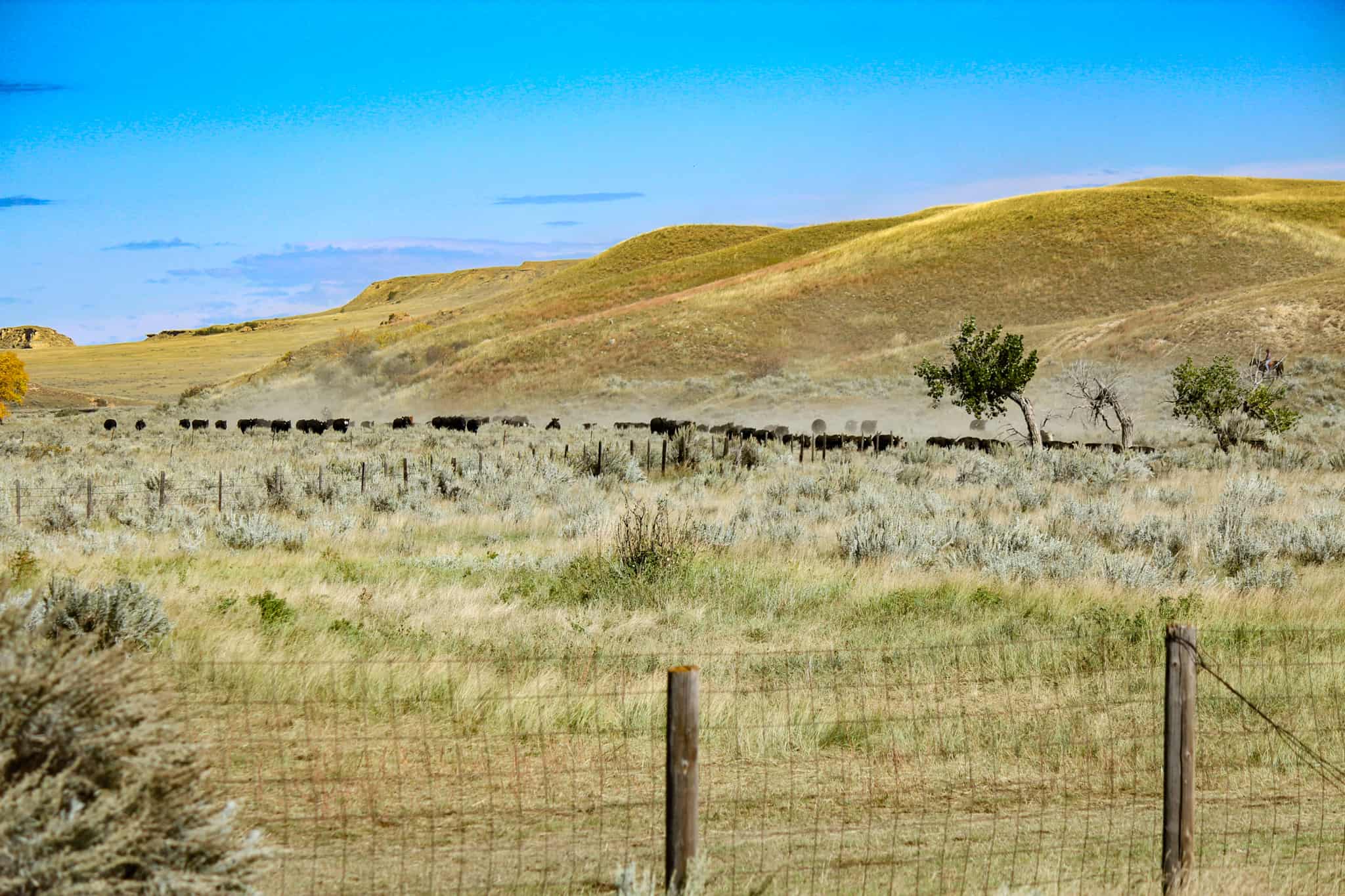 Northeastern Montana Working Cattle Ranch-Mule Deer Hunting Property