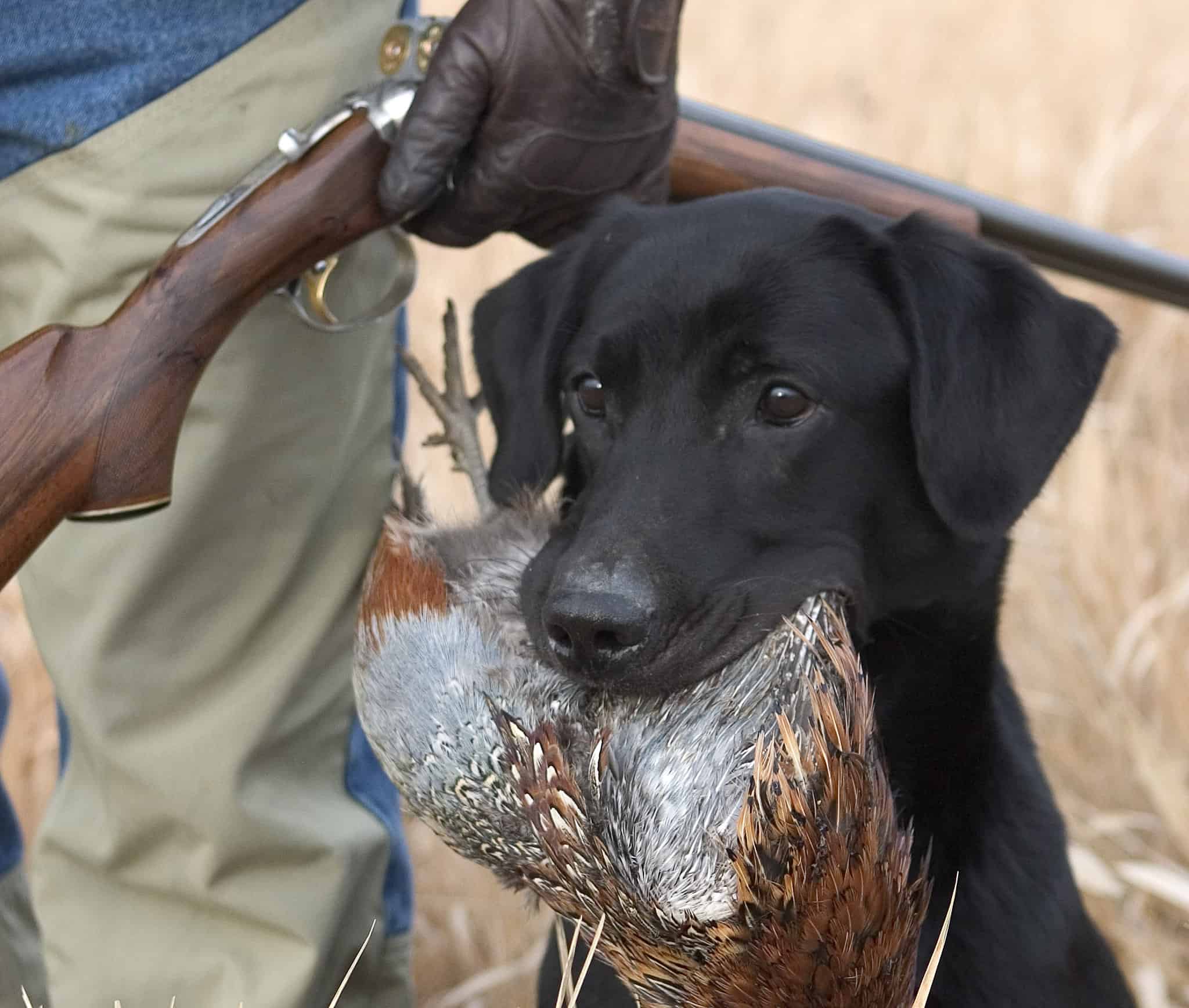 Colorado Shooting Preserve, Event Center, Sporting Clays Club for Sale