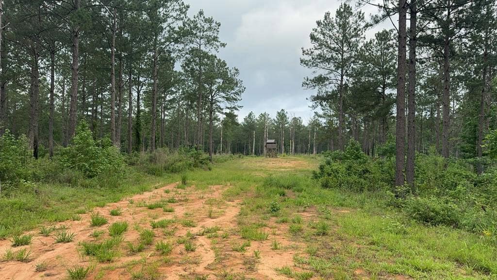 42 Acres Hunting Timberland for Sale Amite County, MS