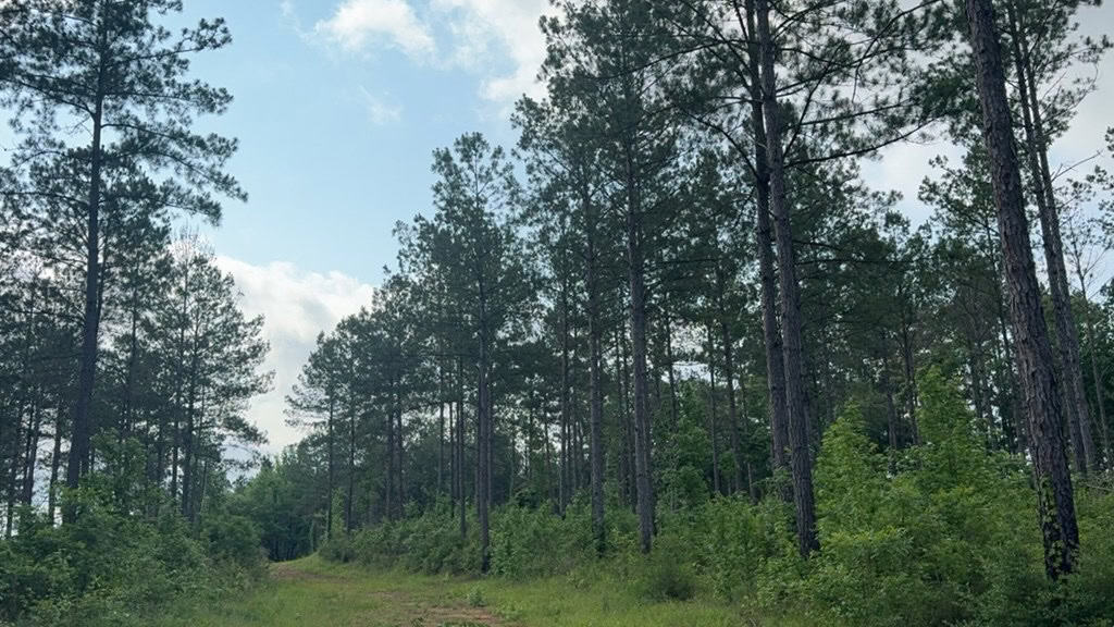 42 Acres Hunting Timberland for Sale Amite County, MS