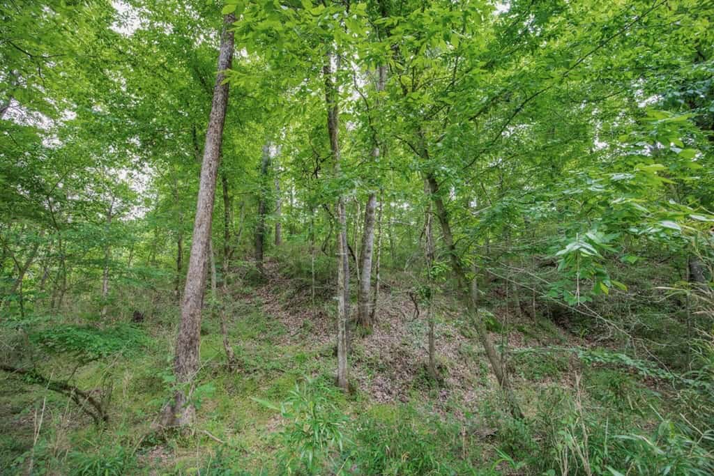 Turn Key Small Hunting Tract in Hinds County