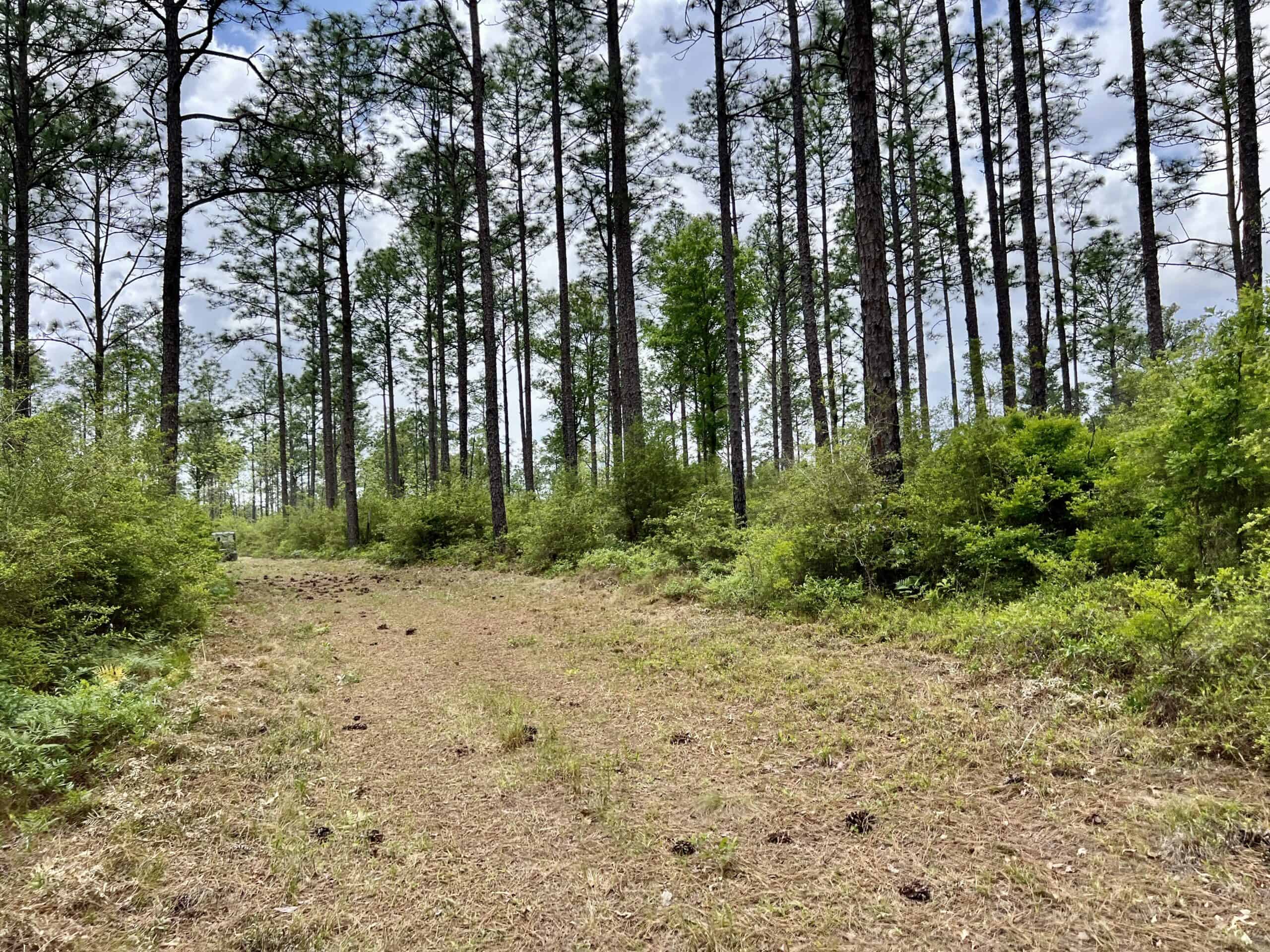 300ac North Florida Farm – Hunting Land & Home for Sale