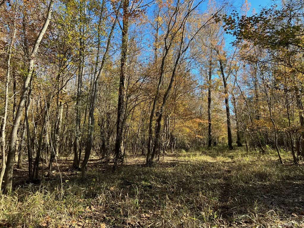 Hunting Land and Camp for Sale on the Pearl River