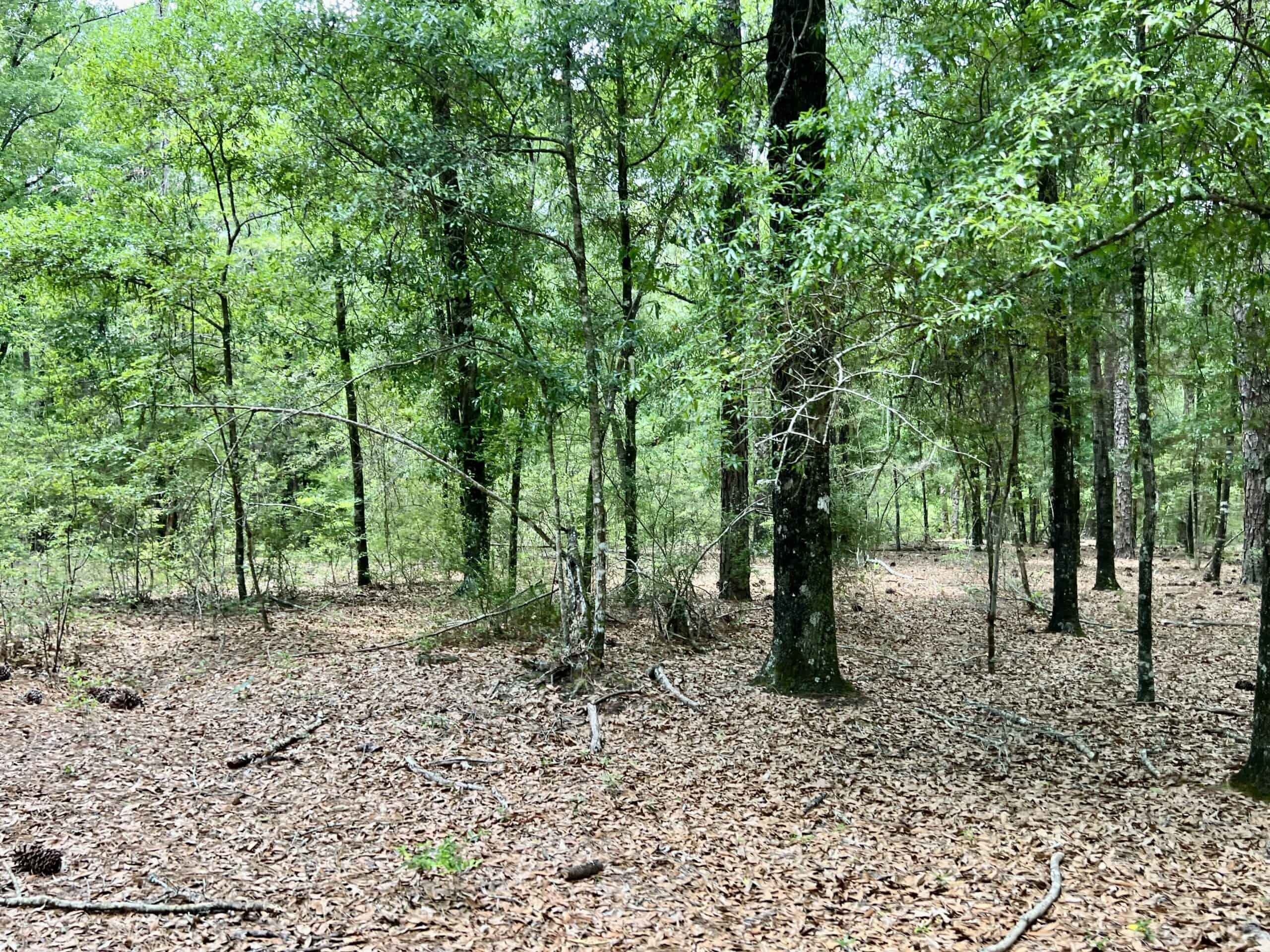 300ac North Florida Farm – Hunting Land & Home for Sale