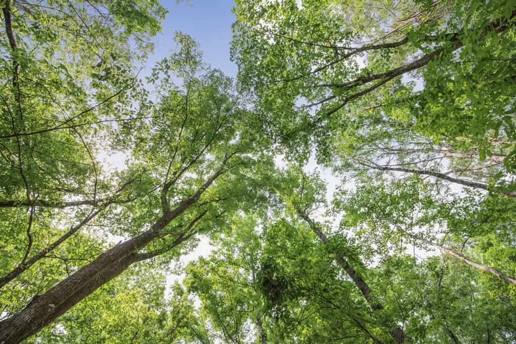 Turn Key Small Hunting Tract in Hinds County