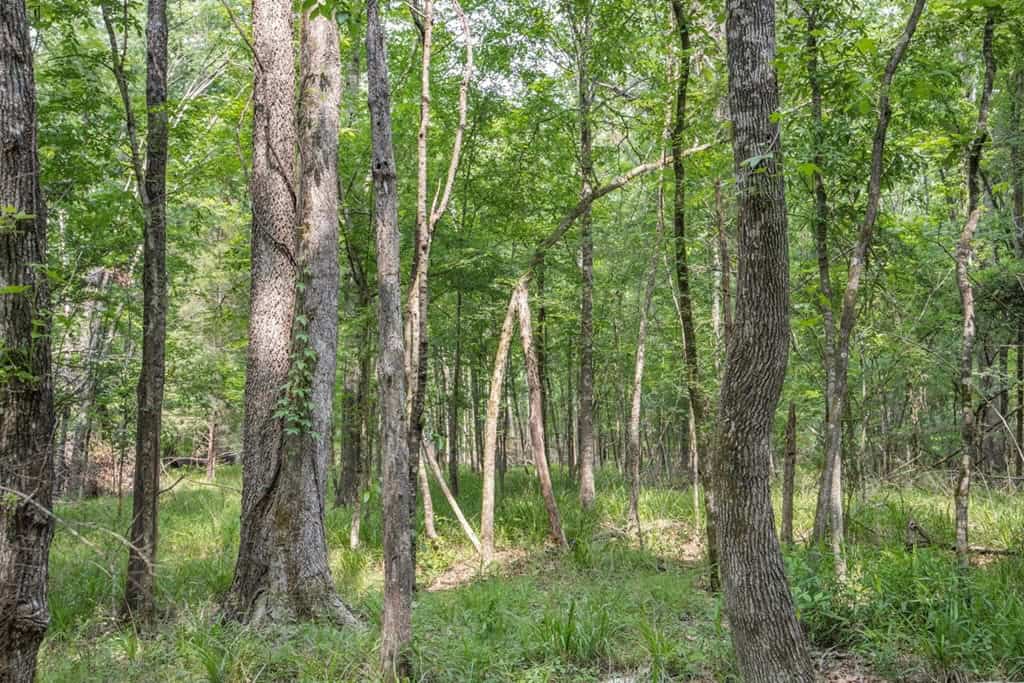 Turn Key Small Hunting Tract in Hinds County