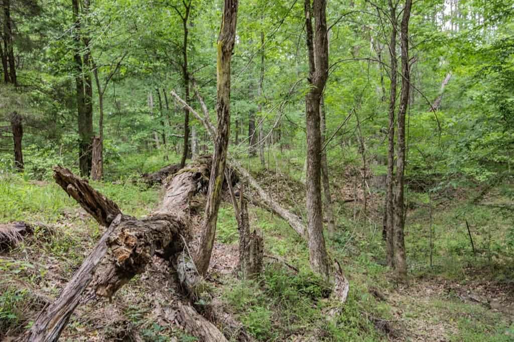 Turn Key Small Hunting Tract in Hinds County