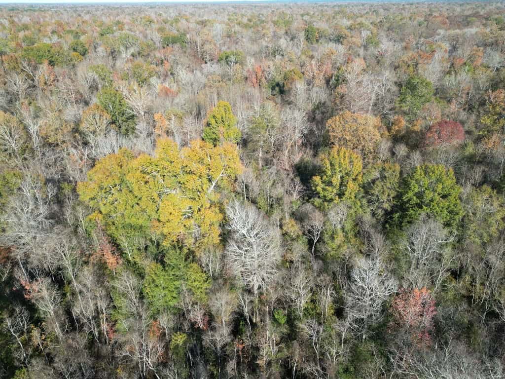 Hunting Land and Camp for Sale on the Pearl River